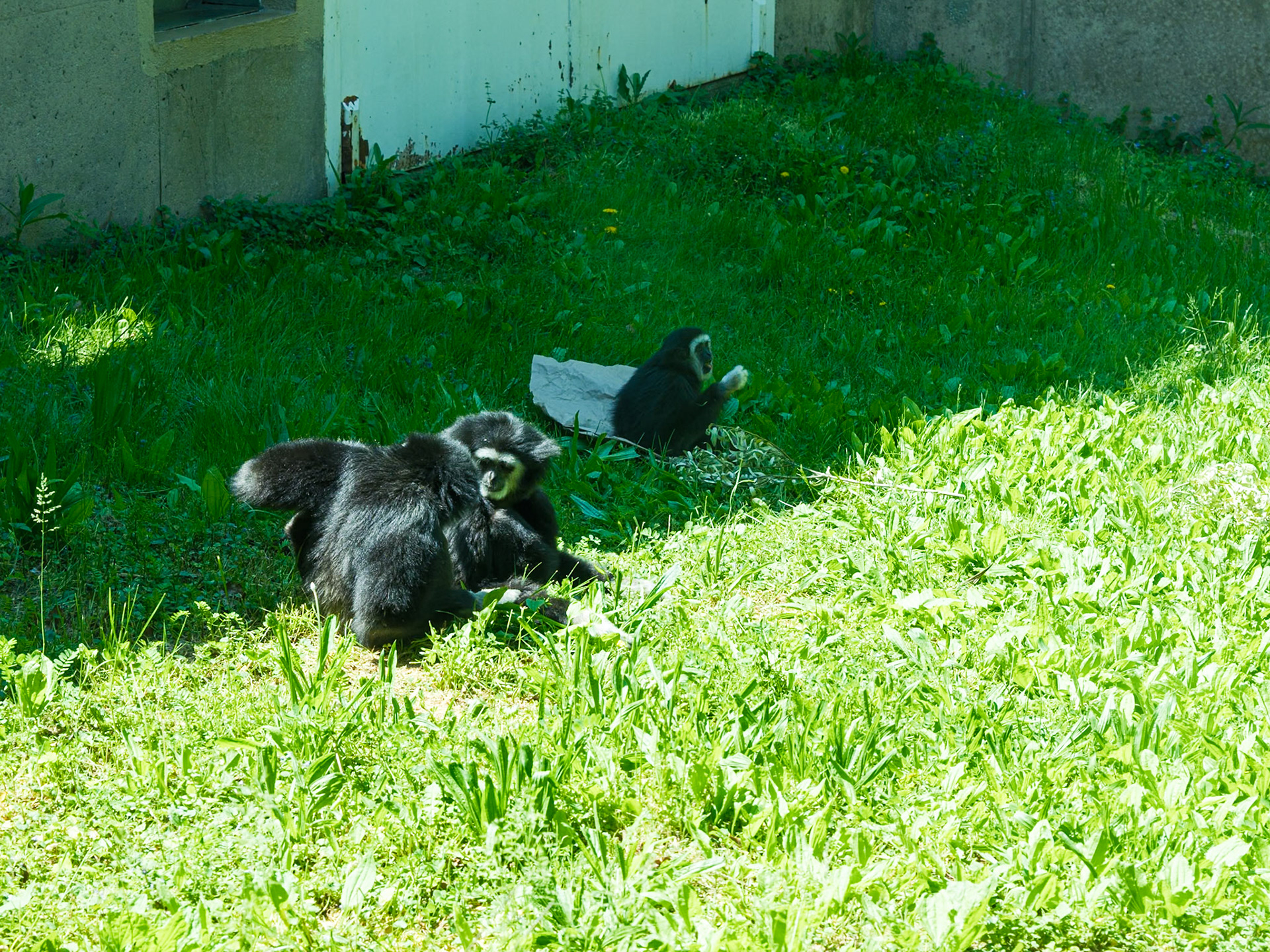 Young Male Gibbons