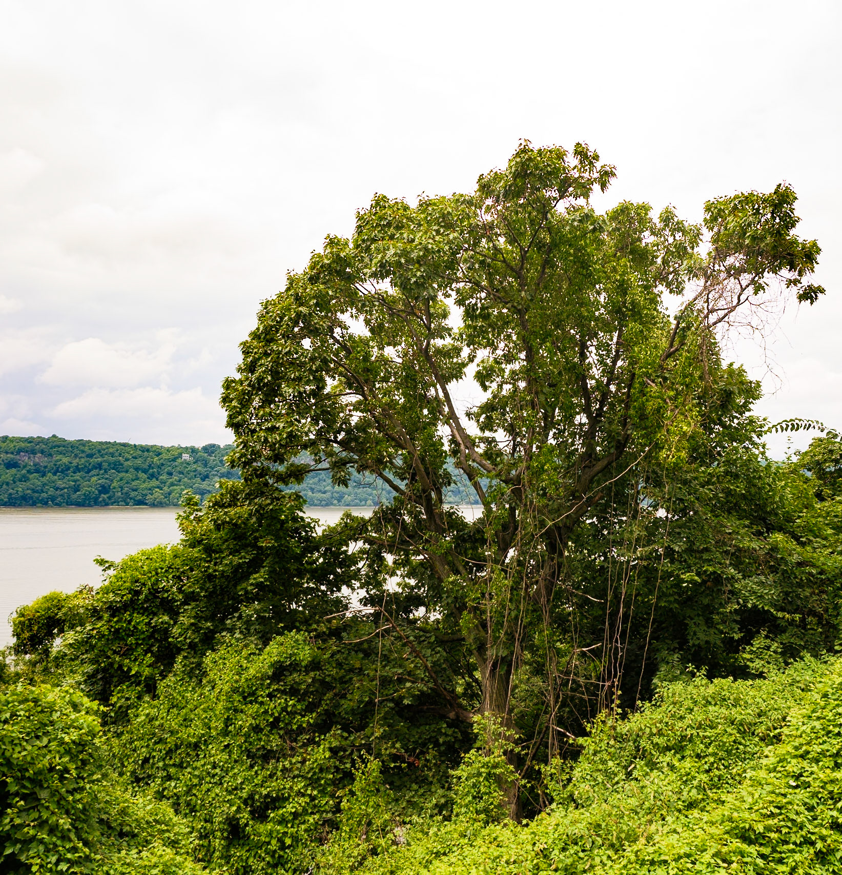 Old Tree Overlooking the Hudson Near the Cloisters July 2024
