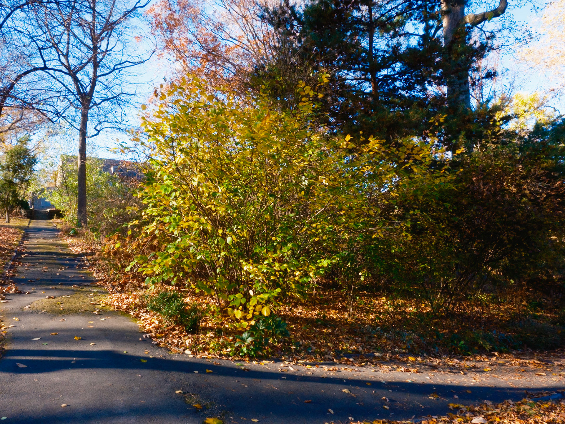 Bush Losing its Leaves at Bartram’s