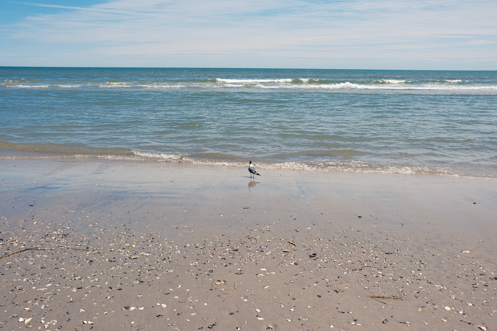 Pigeon at Waterfront Atlantic City May 2025
