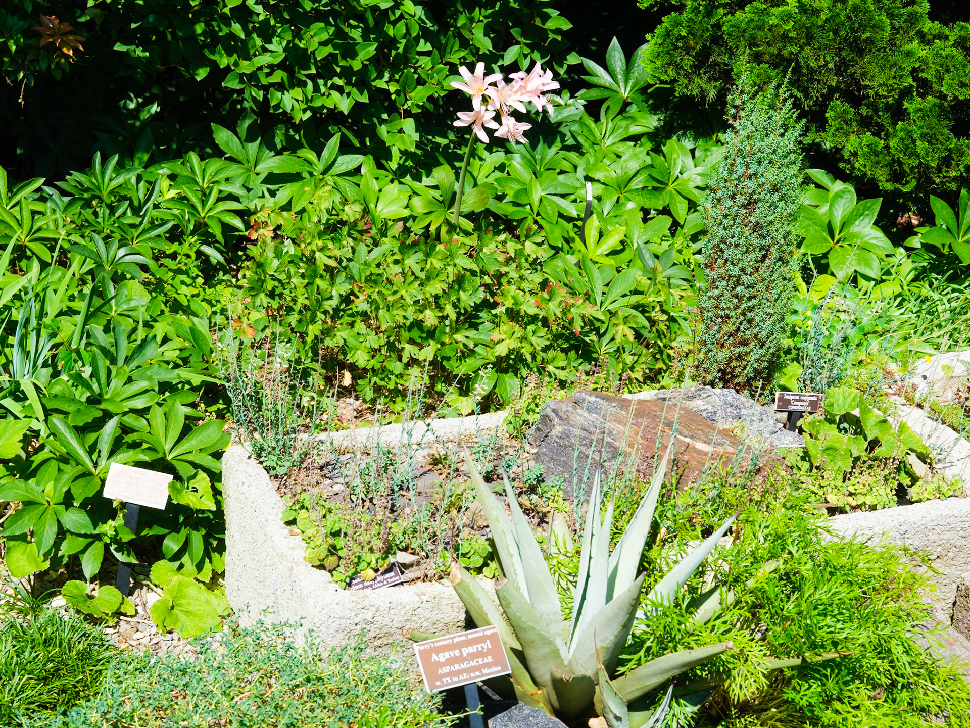 Little Rock Garden Plantings at NYBG