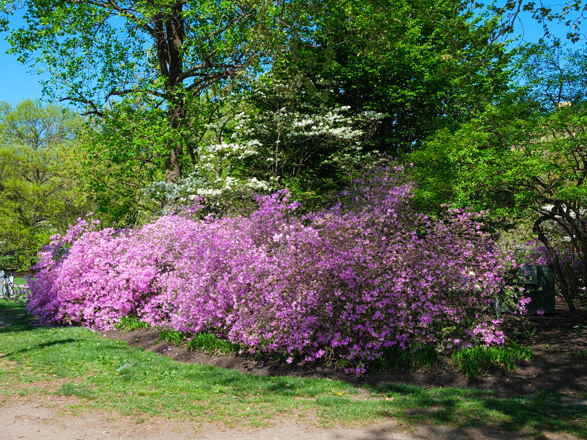 Start of Azalea Walk in Park Near Art Museum