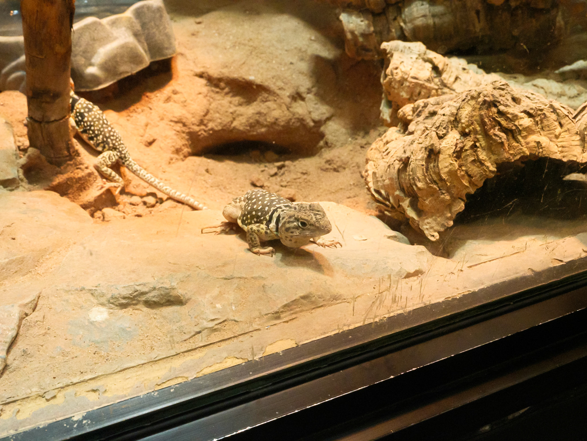 Two Spotted Lizards