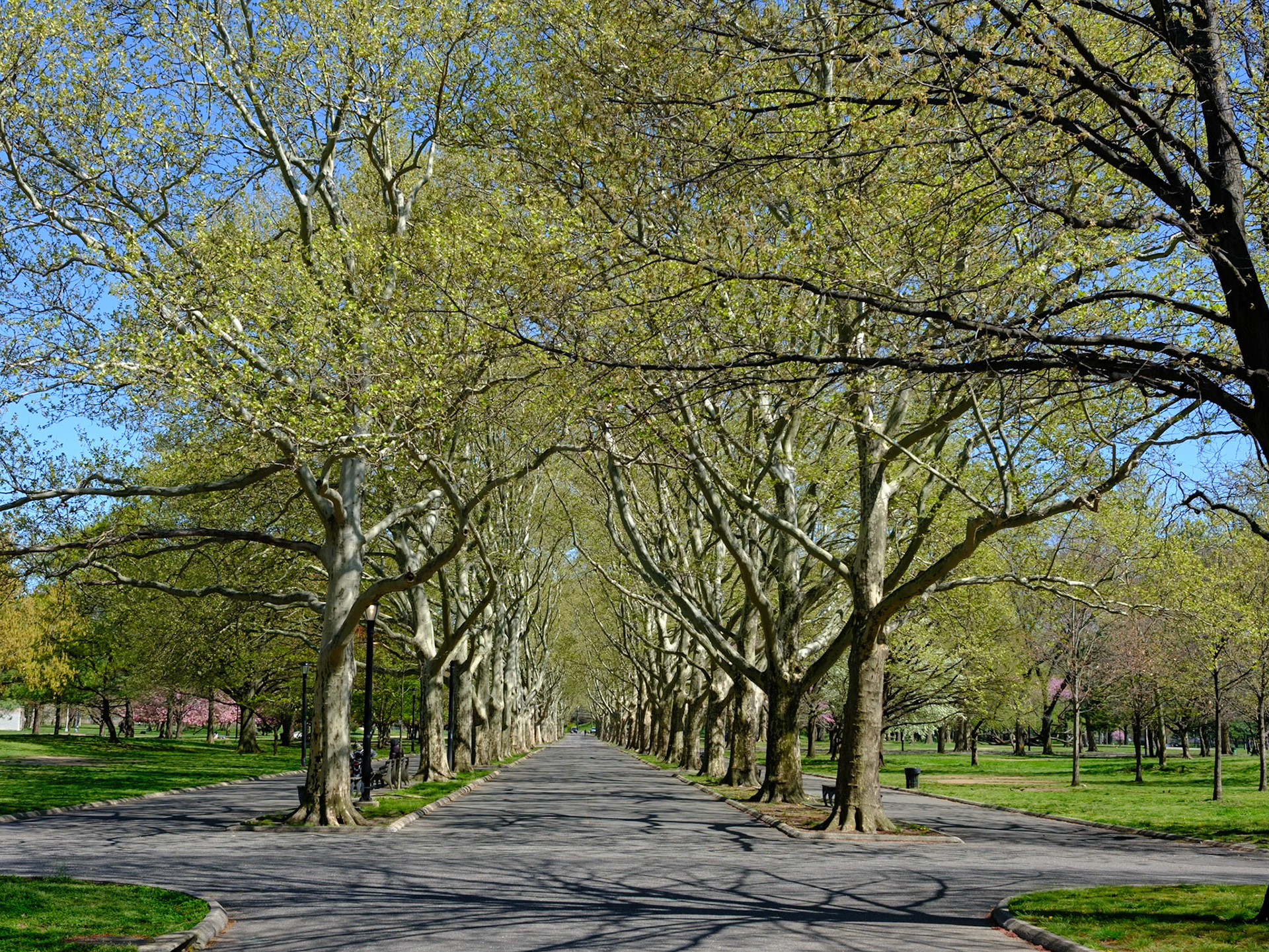 Allee of Trees at Flushing Meadows Corona Park April 2024