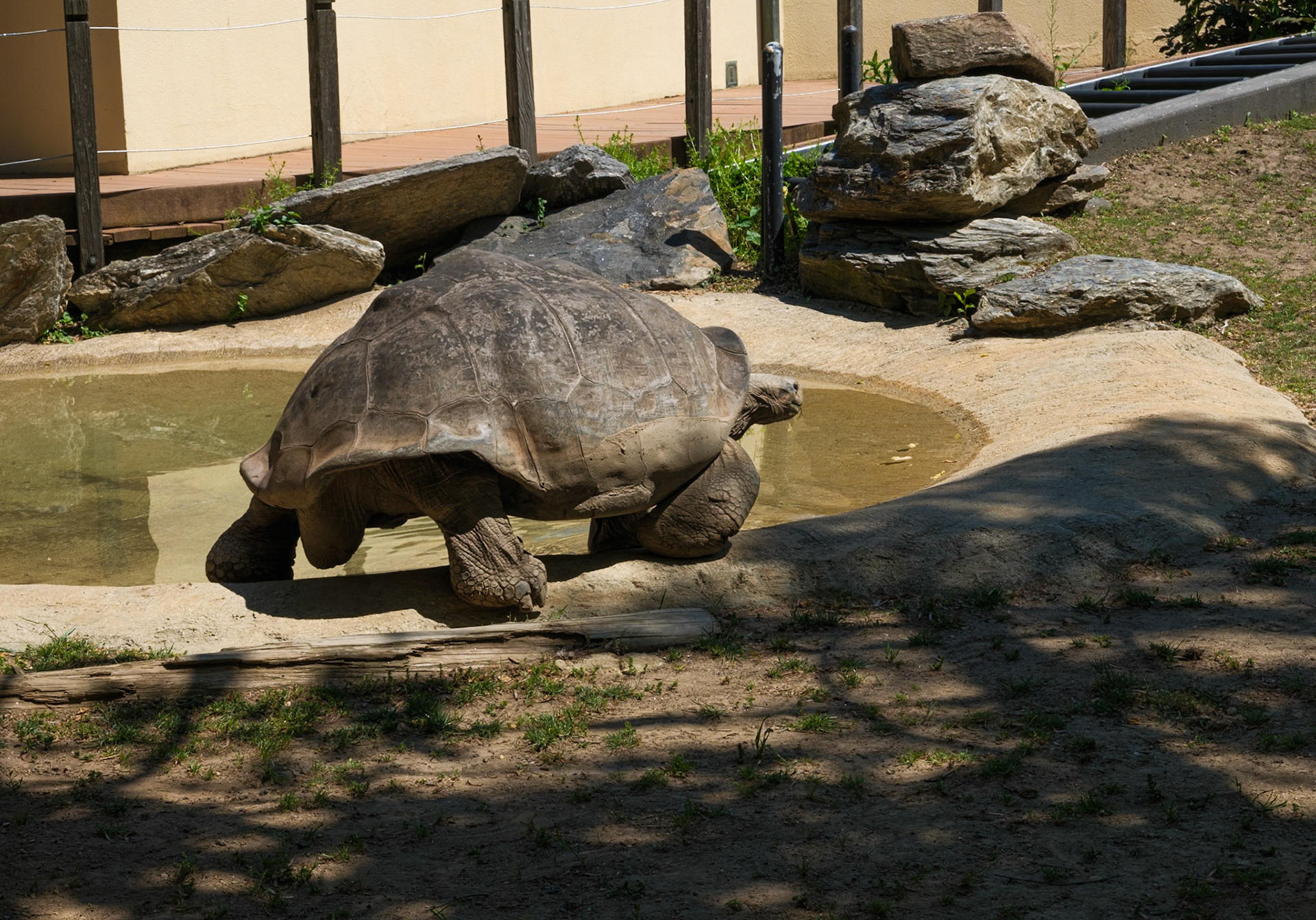 Side Profile of Giant Tortoise