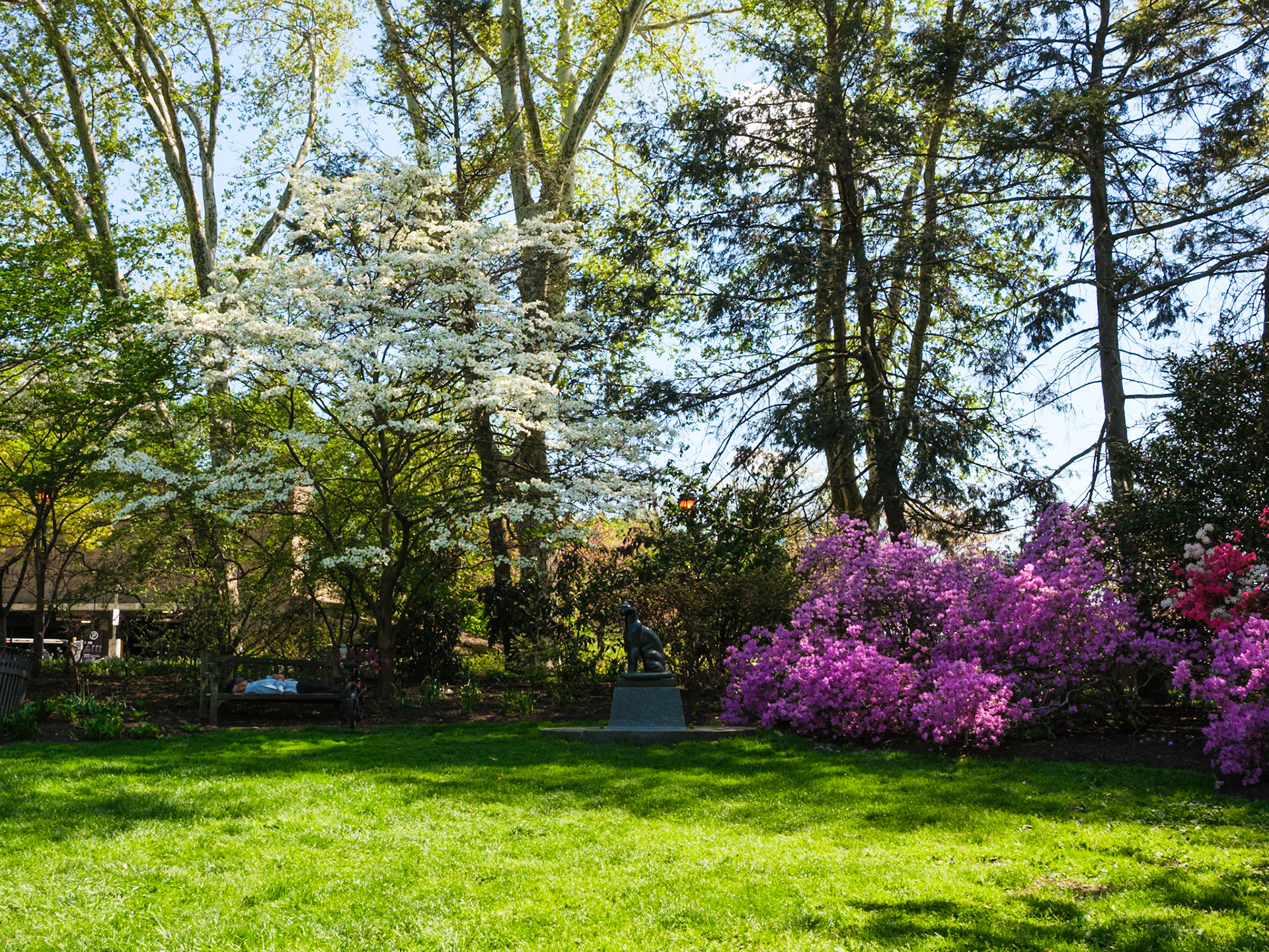Azaleas and White Blossoms at Azaelea Walk Near Art Museum