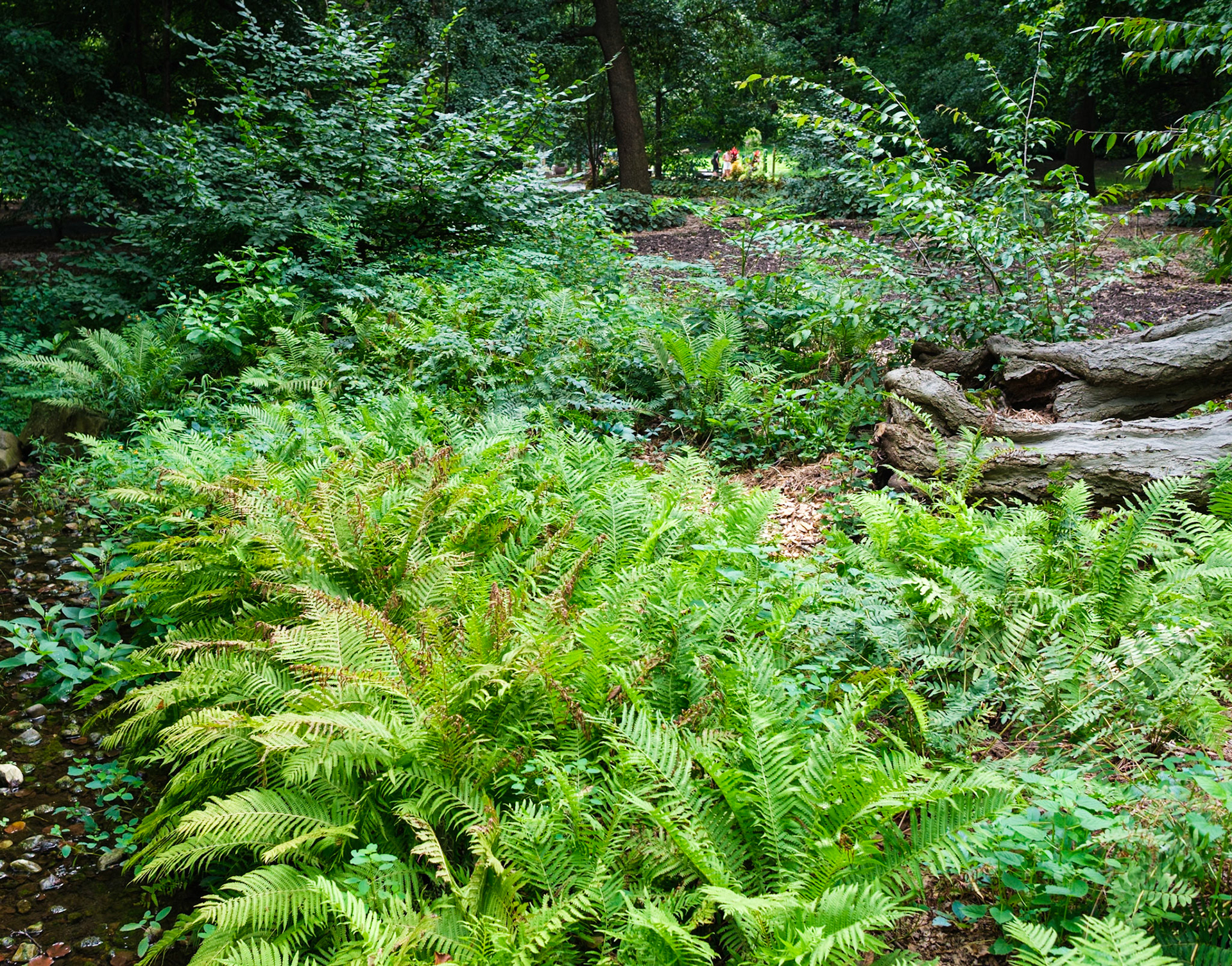 Fern Garden at Brooklyn Botanic