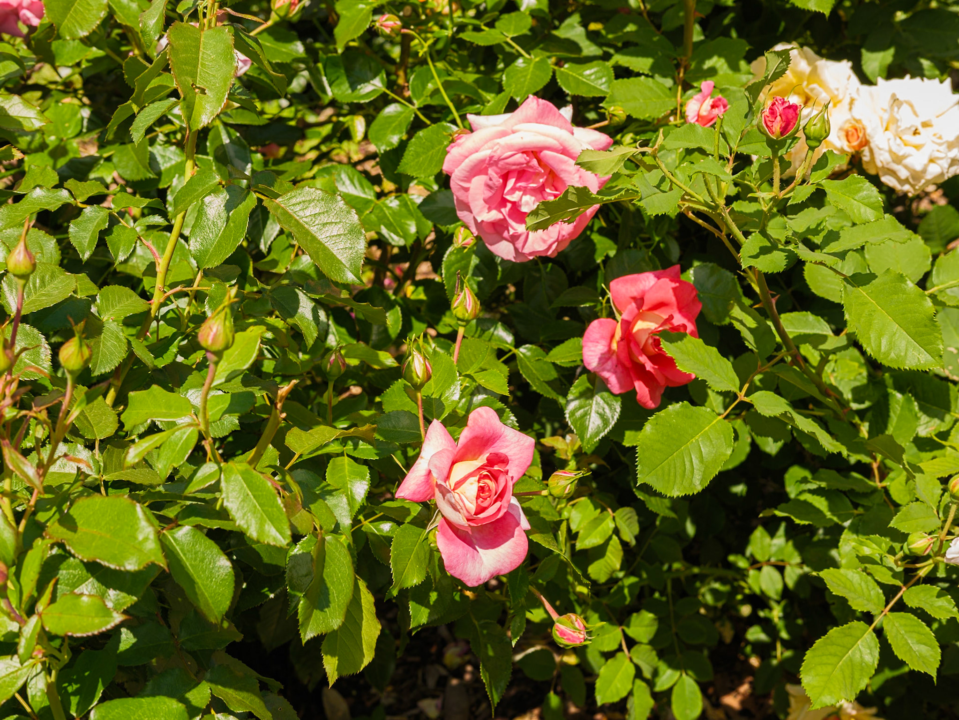 Pink Roses and Bulbs at Queens Botanical Garden