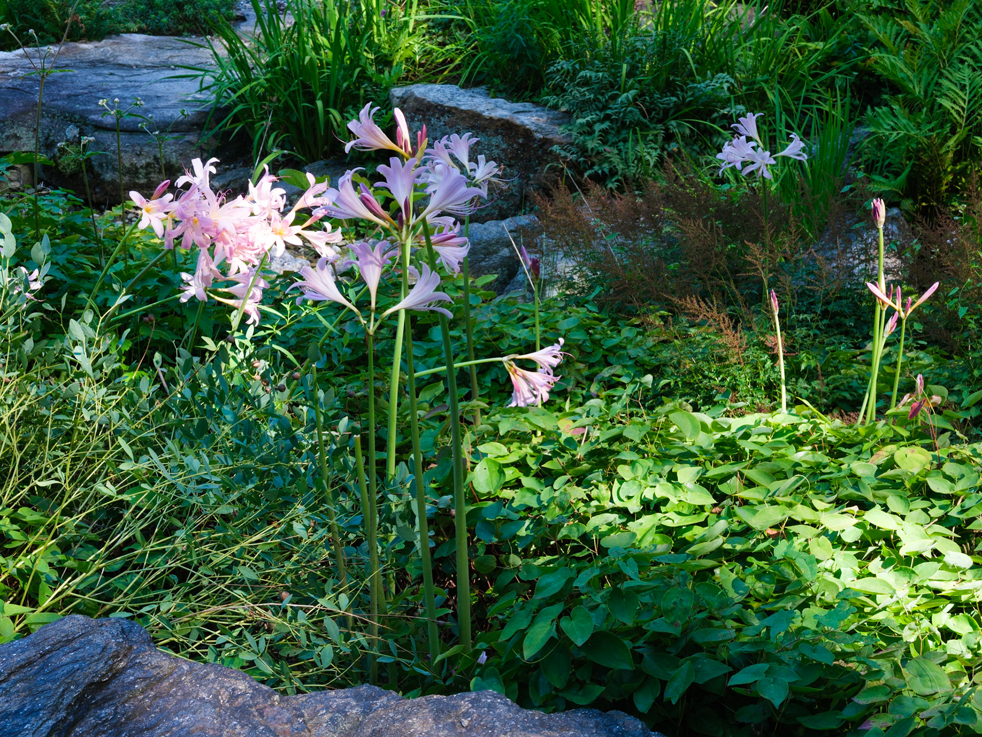 Rock Garden Lilies at NYBG