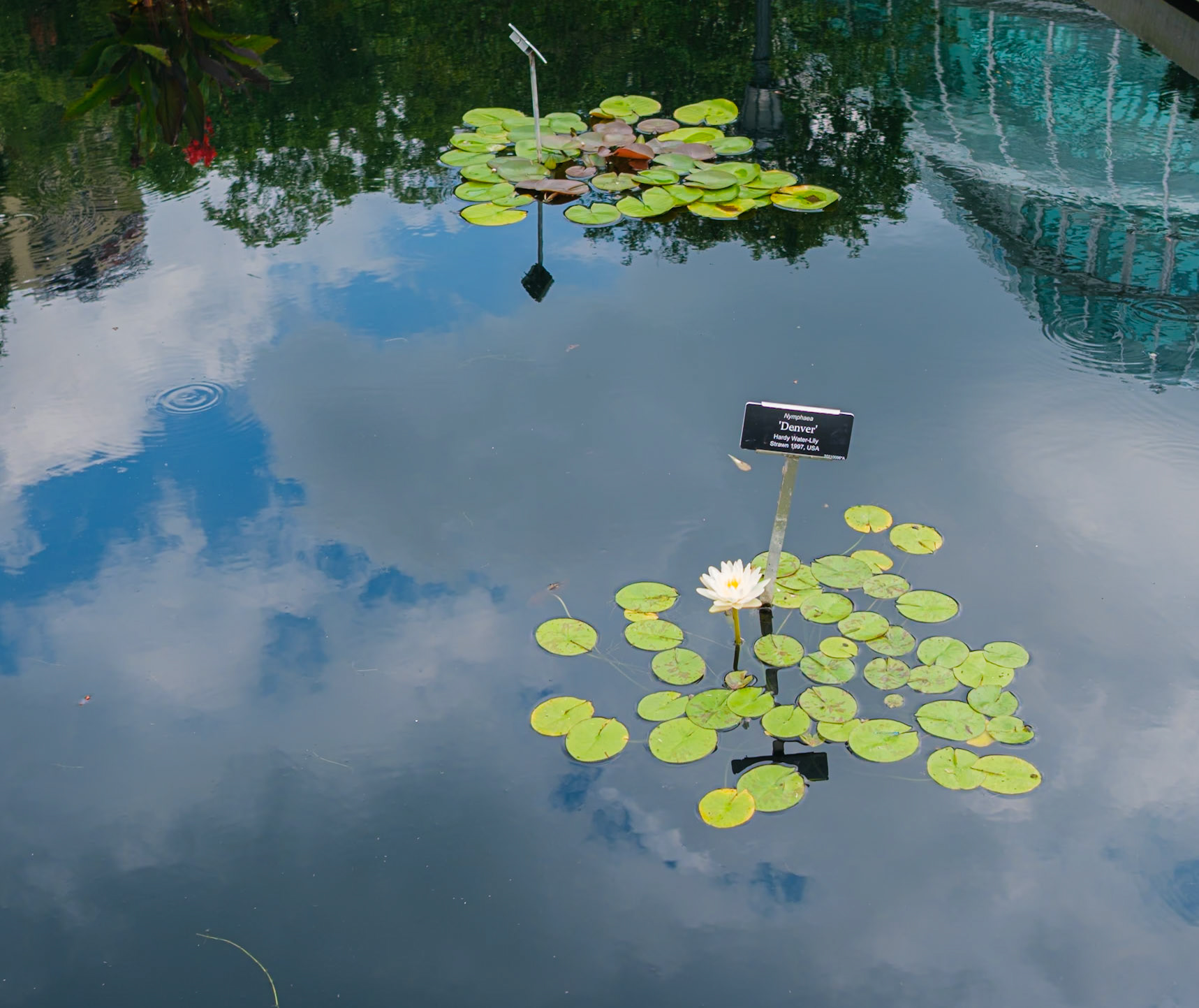 Denver Lillies at Brooklyn Botanic