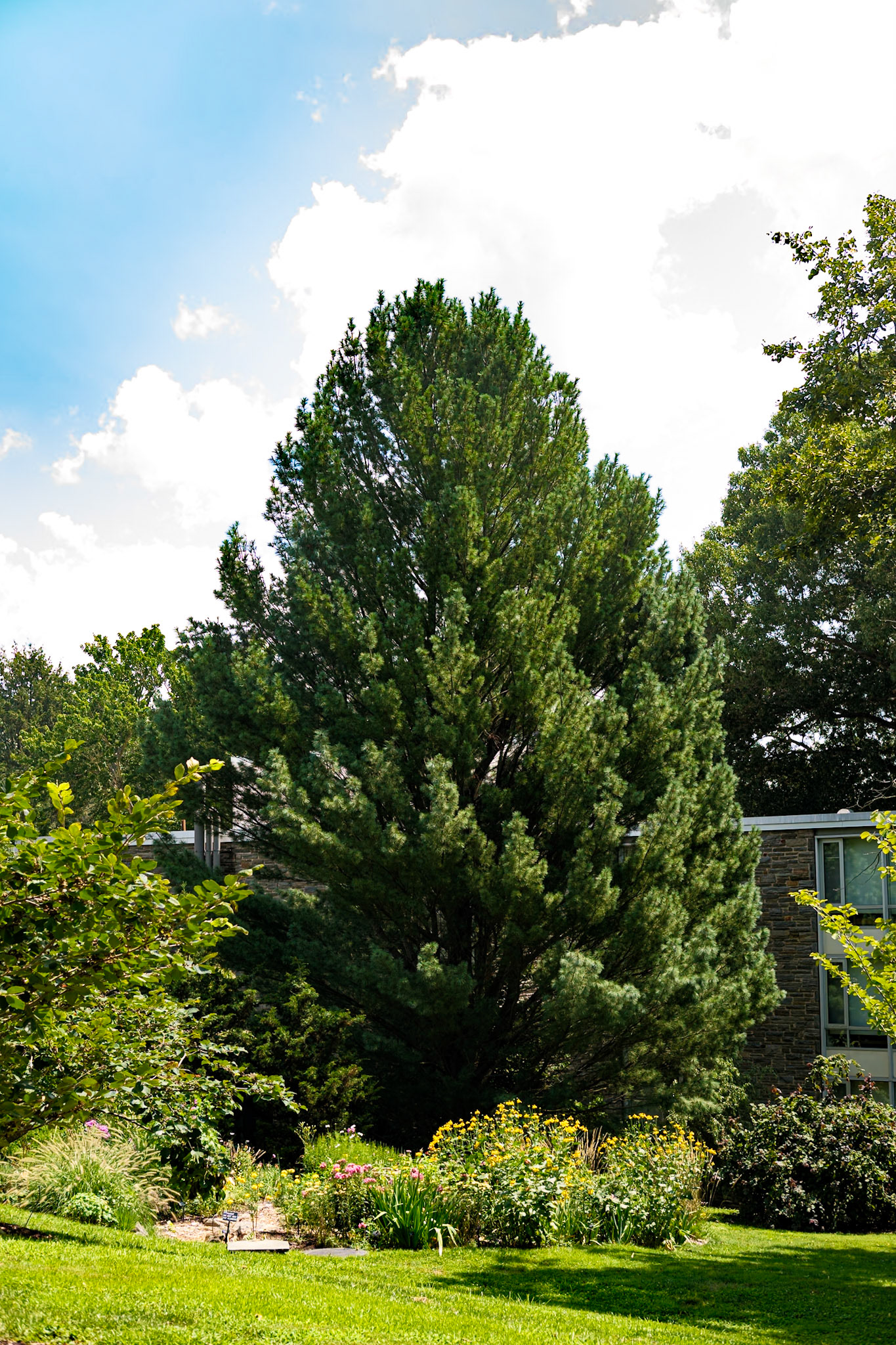 Large Evergreen Tree at Swarthmore