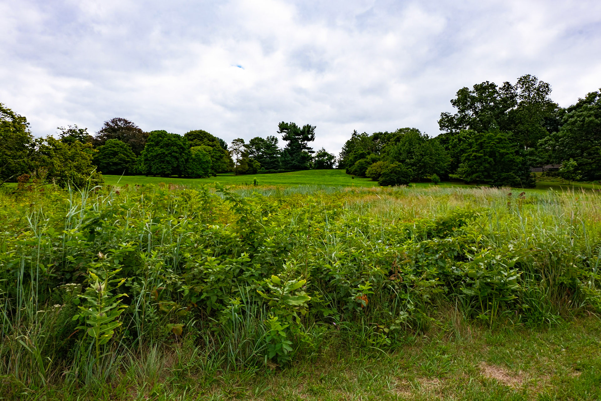 Bush Near Entrance Hillside to Morris Arboreetum August 2024