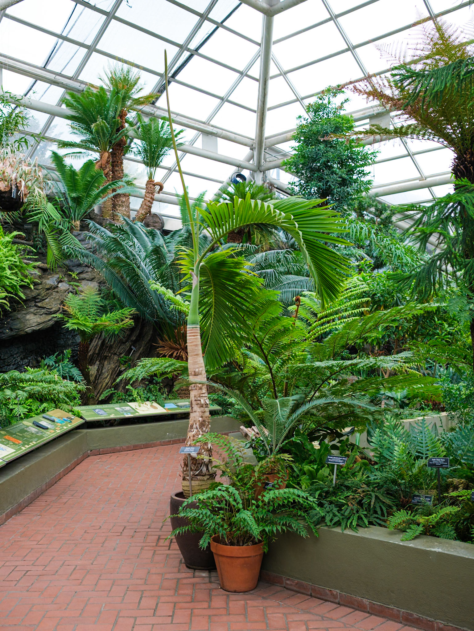 More Ferns in Court at Brooklyn Botanic