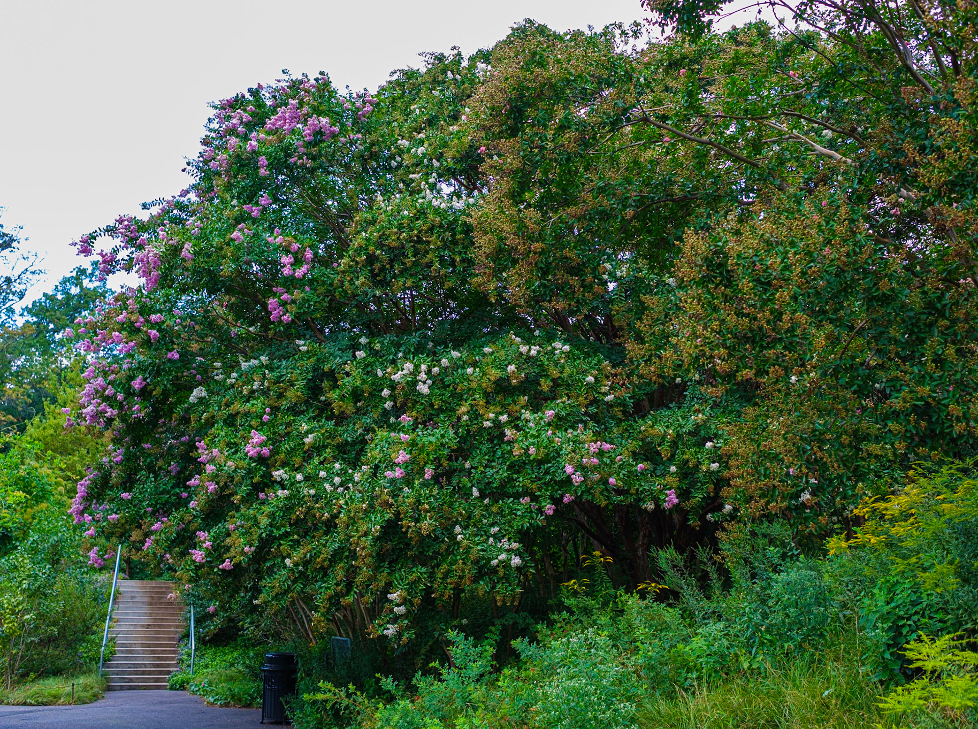 Flowering Trees Near Stairs at Brooklyn Botanic