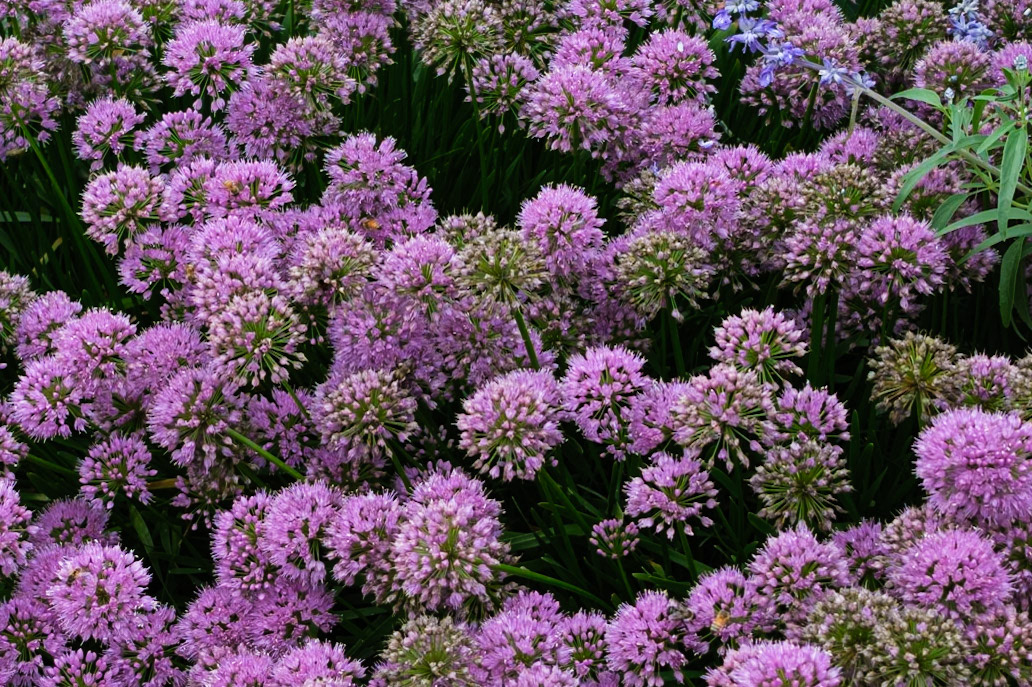 Bees Loving this Flowering Bush at the Brooklyn Botanic Garden