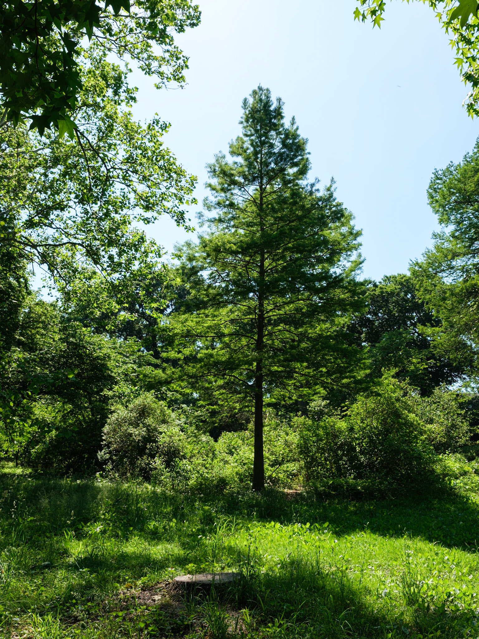 Smaller Pine Tree at Bartram's