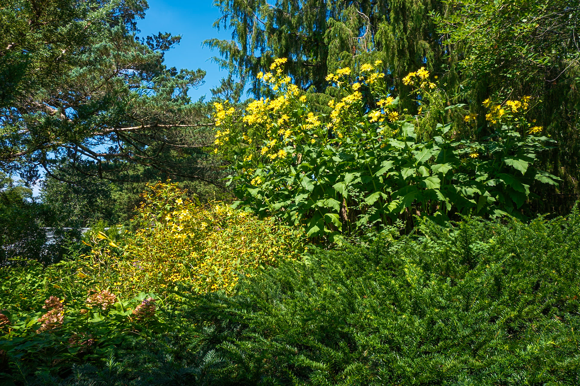 Bunch of Yellows Wave Hill August 2024