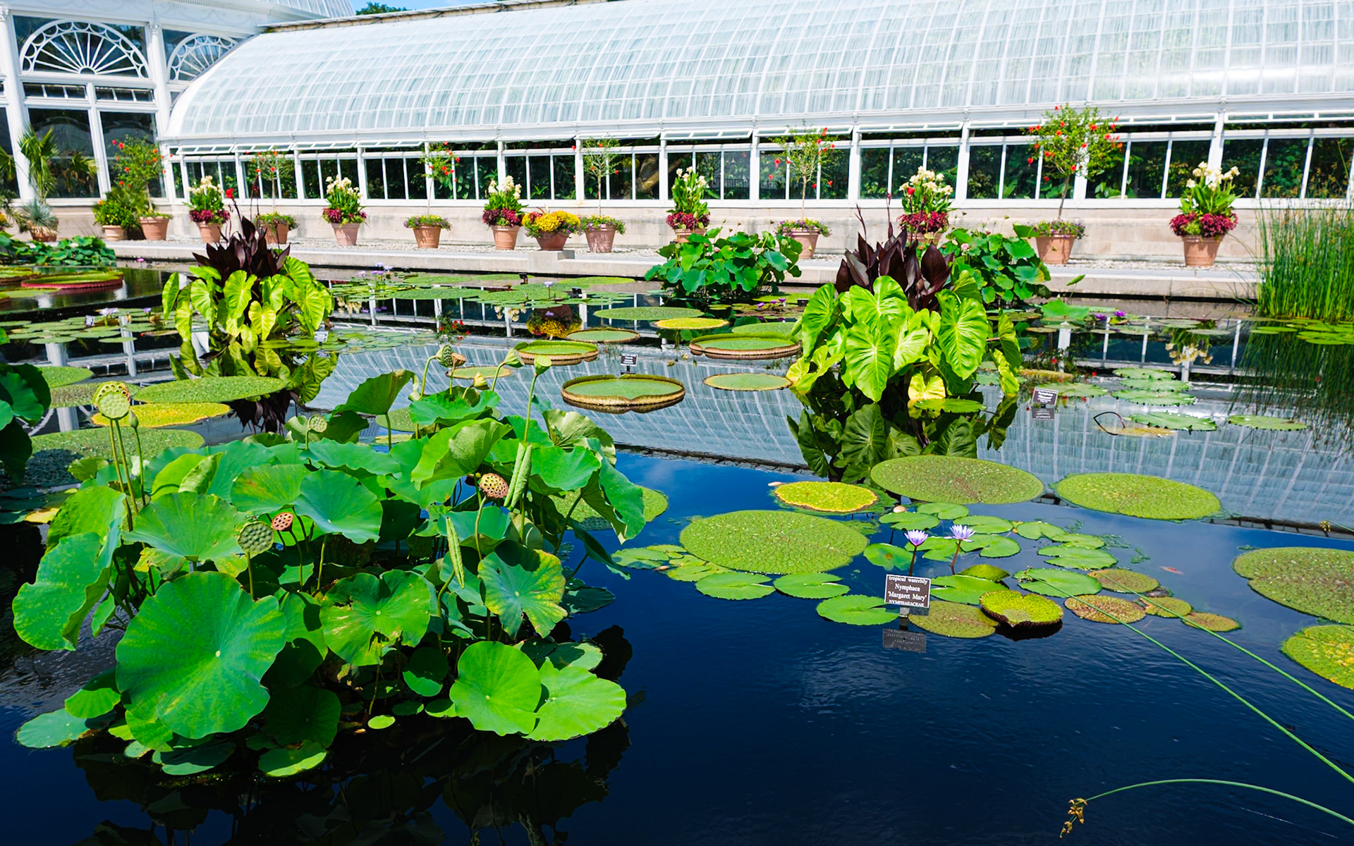 Royal and Pan Lillies Pond at Conservatory Courtyard