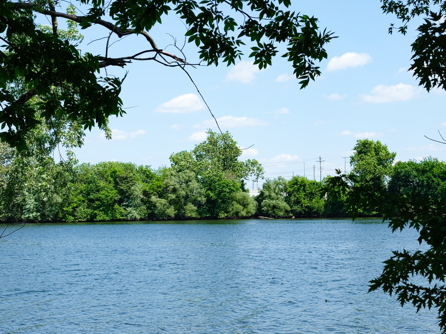 Close Up View of River from Bartram's
