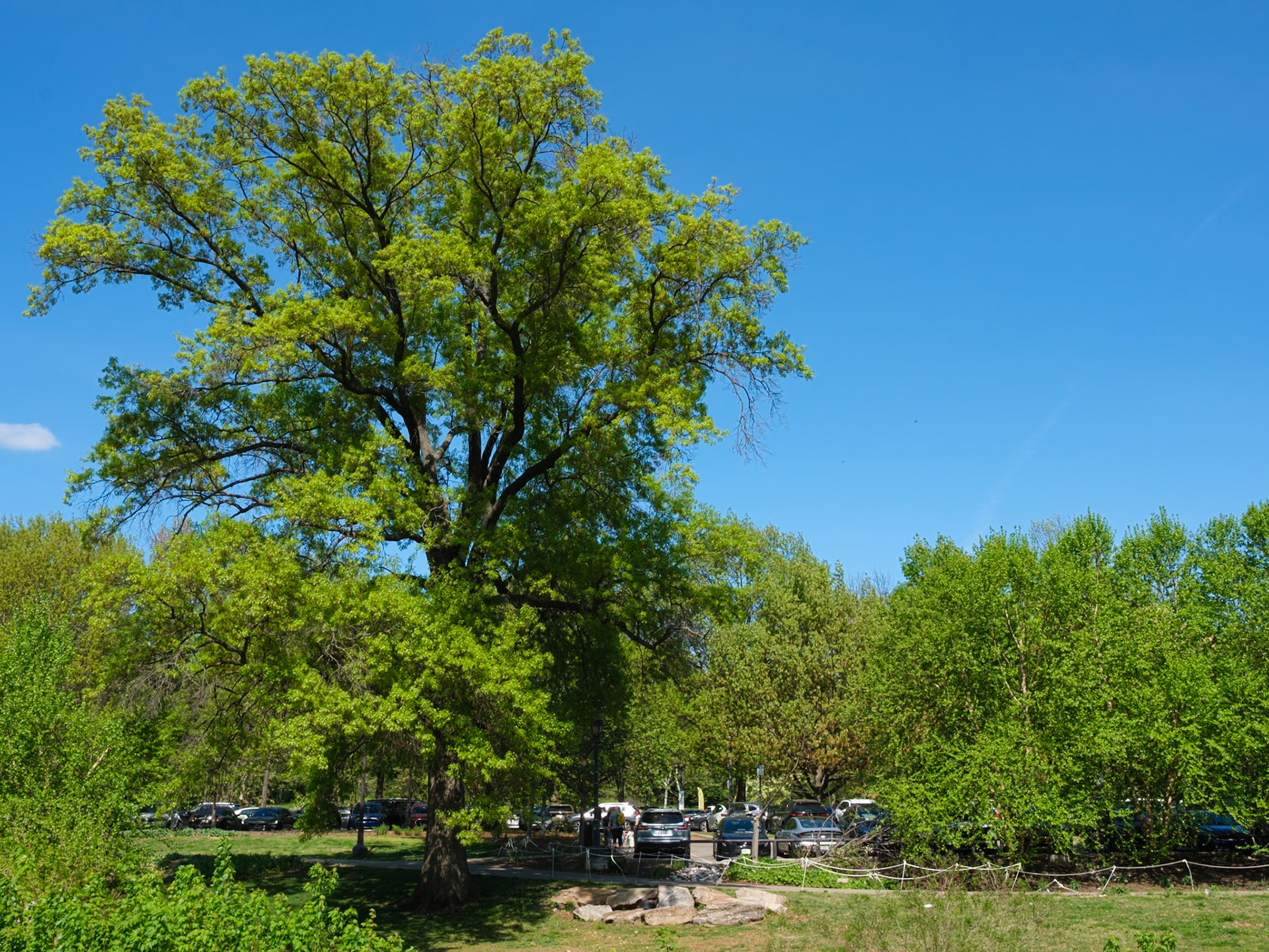 Old Tall Tree Looking Left from Park Walk