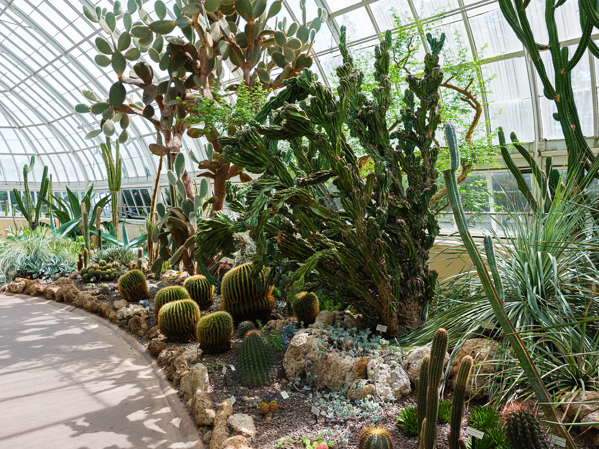 Western Cacti