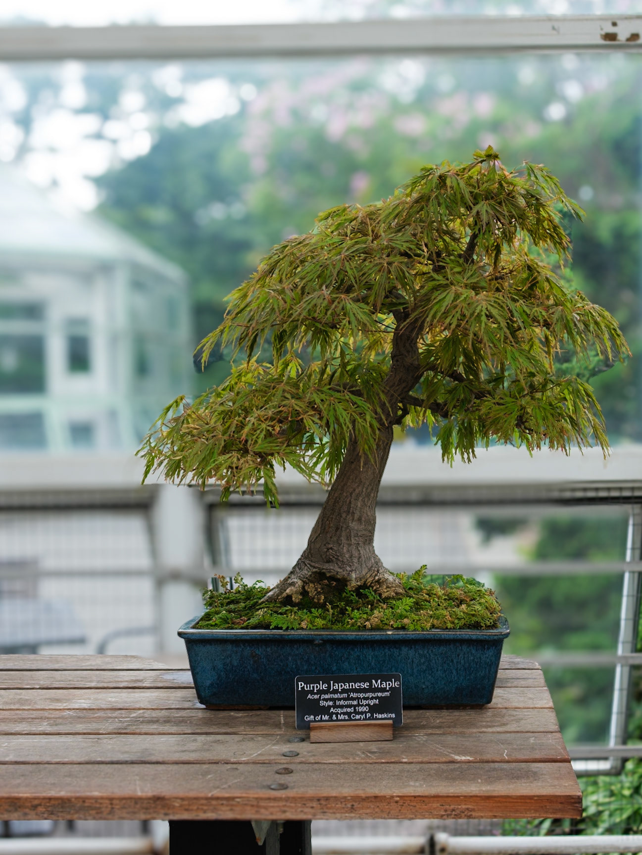 Purple Japanese Maple