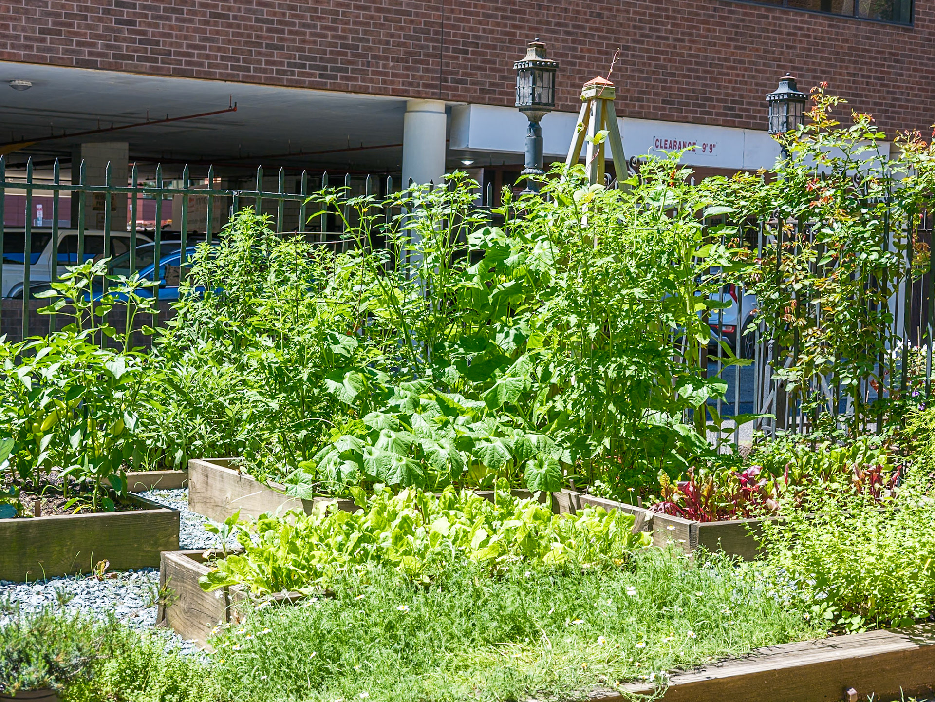 Closer View of Vegan Garden at St Clement June  2026