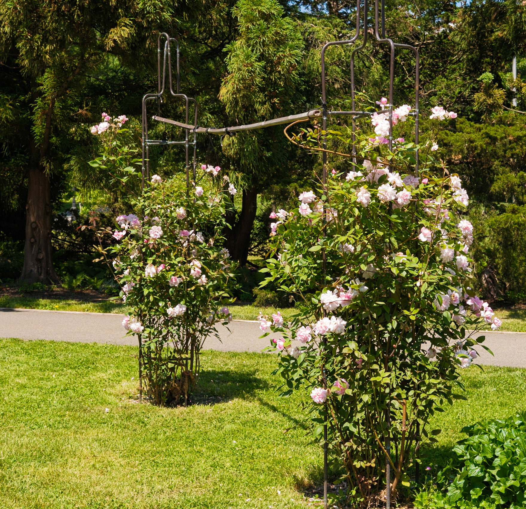 Wider Rose Trellis at Queens Botanical