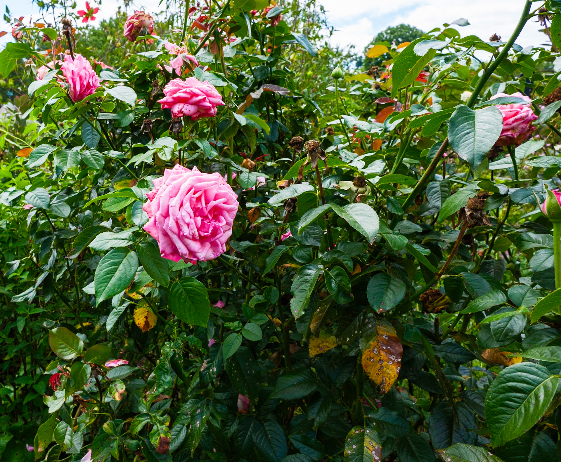 Pink Roses at Morris Arboretum August 2024