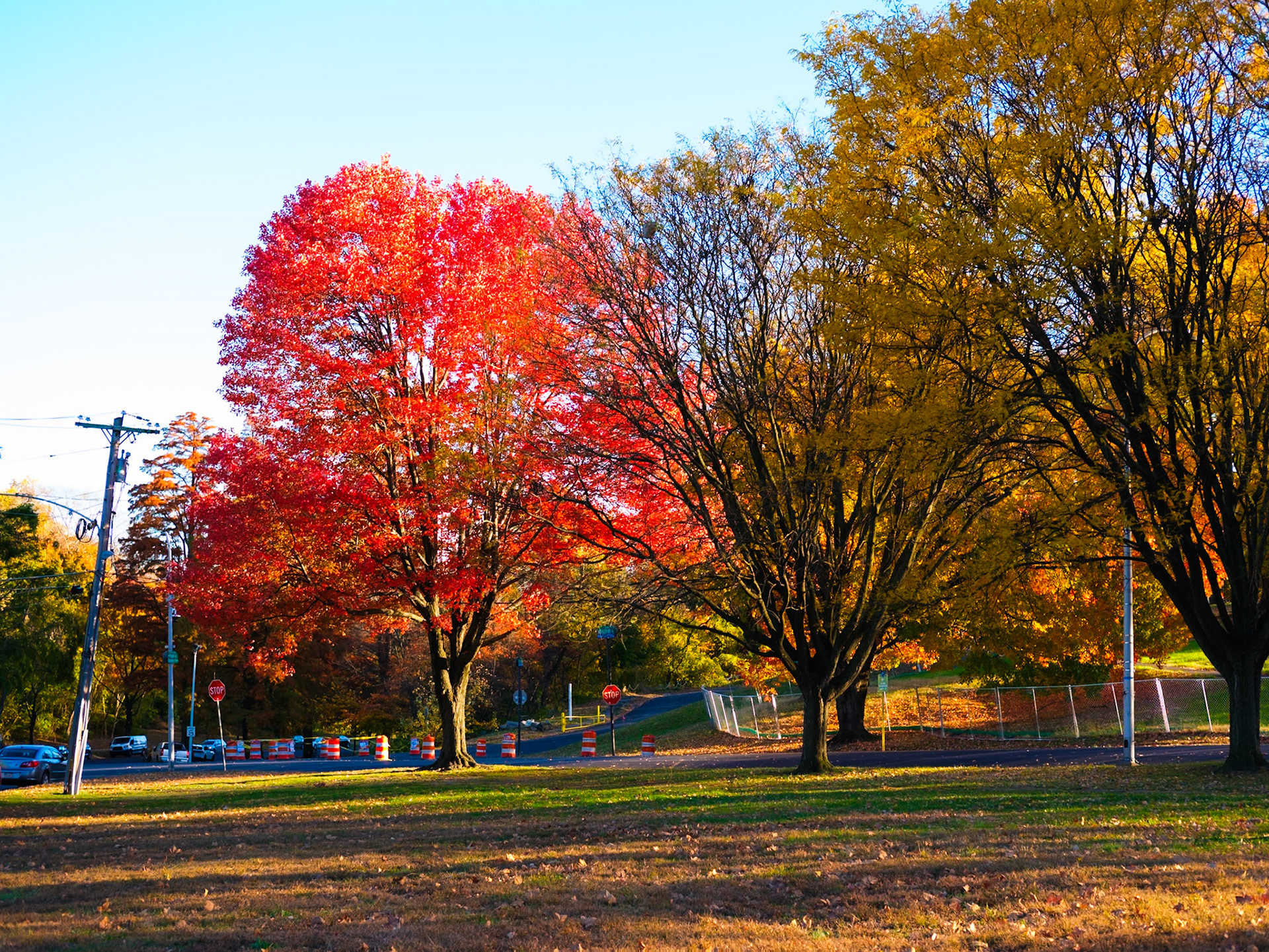 Bare and Red Tree on Lemon Hill Slope