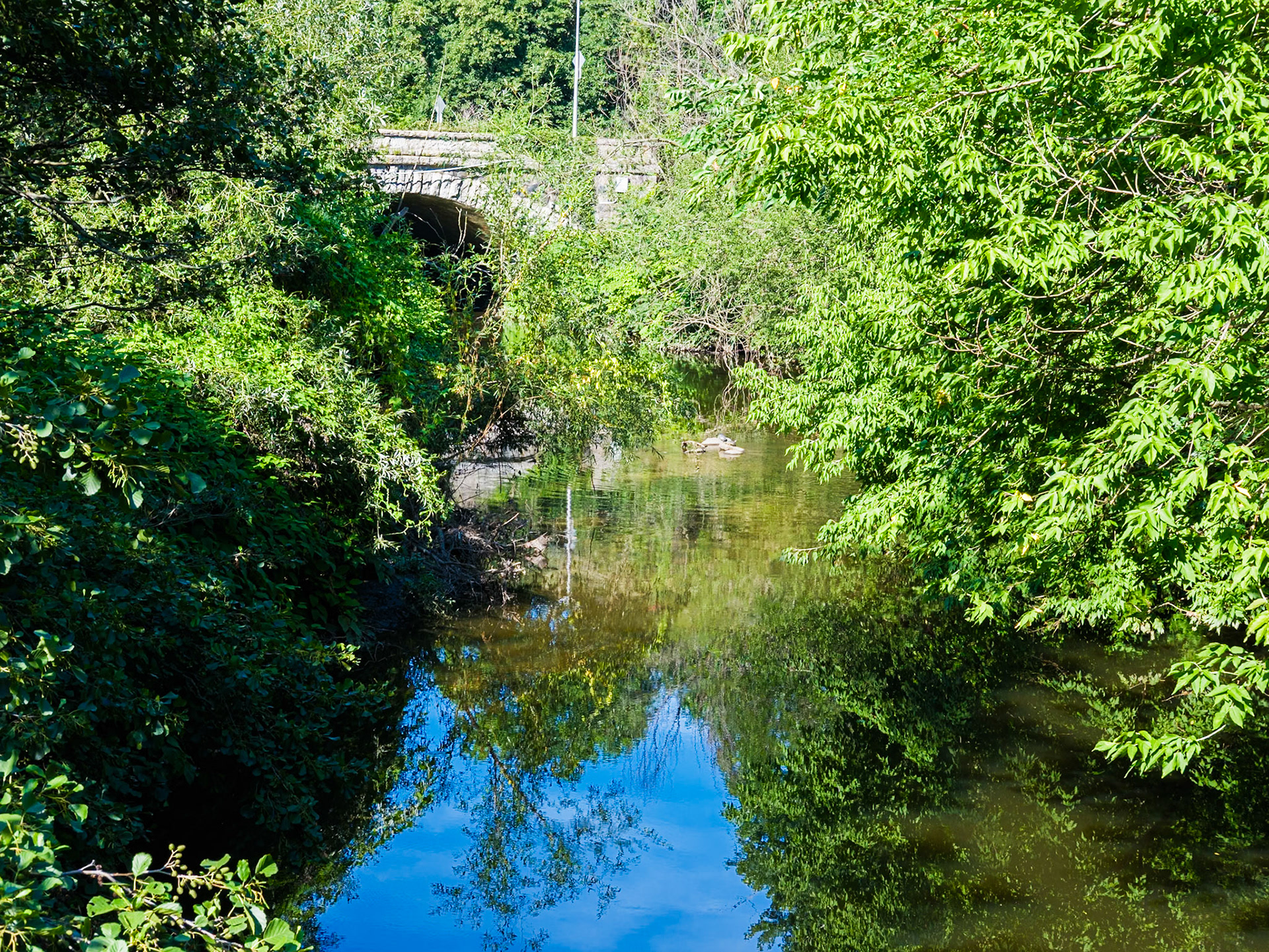 Bronx River as Seen from Magnolia Way Looking North at NYBG