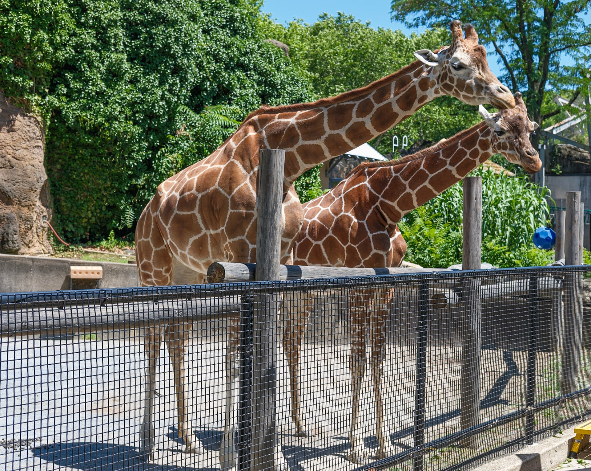 Two Giraffes Awaiting Their Snacks