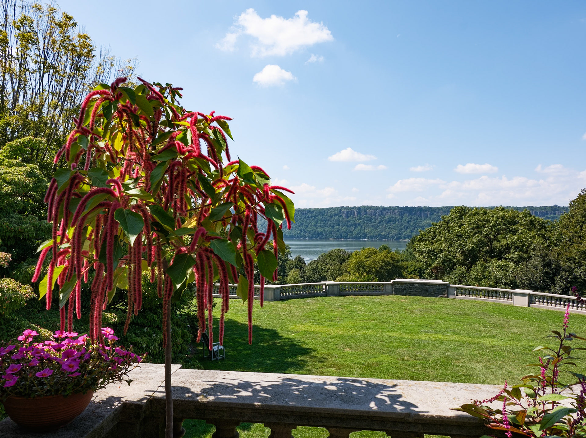 Plant With Fuzzy 'Flowers'  Wave Hill August 2024