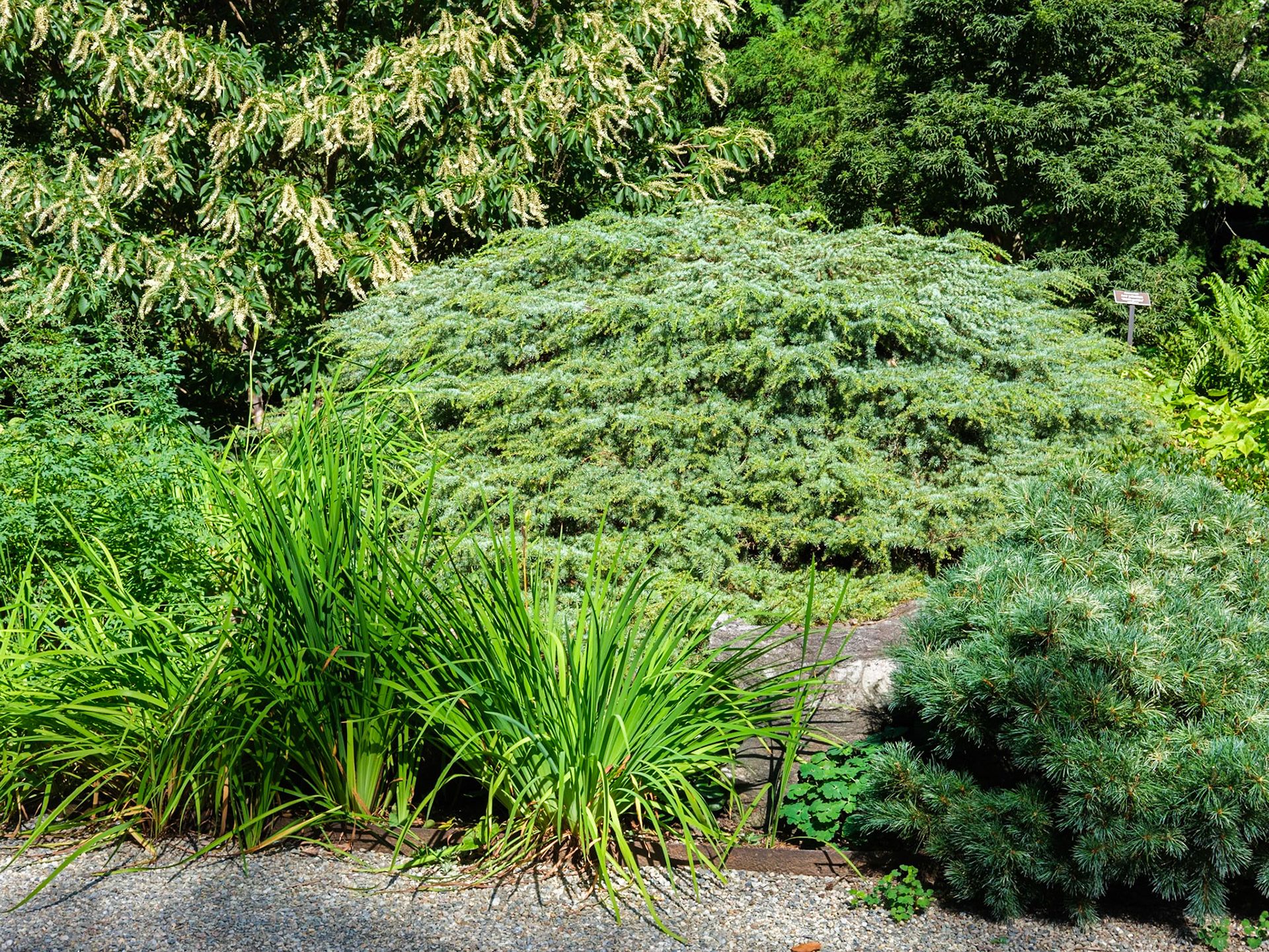 Morris Broom Bush at Rock Garden of NYBG
