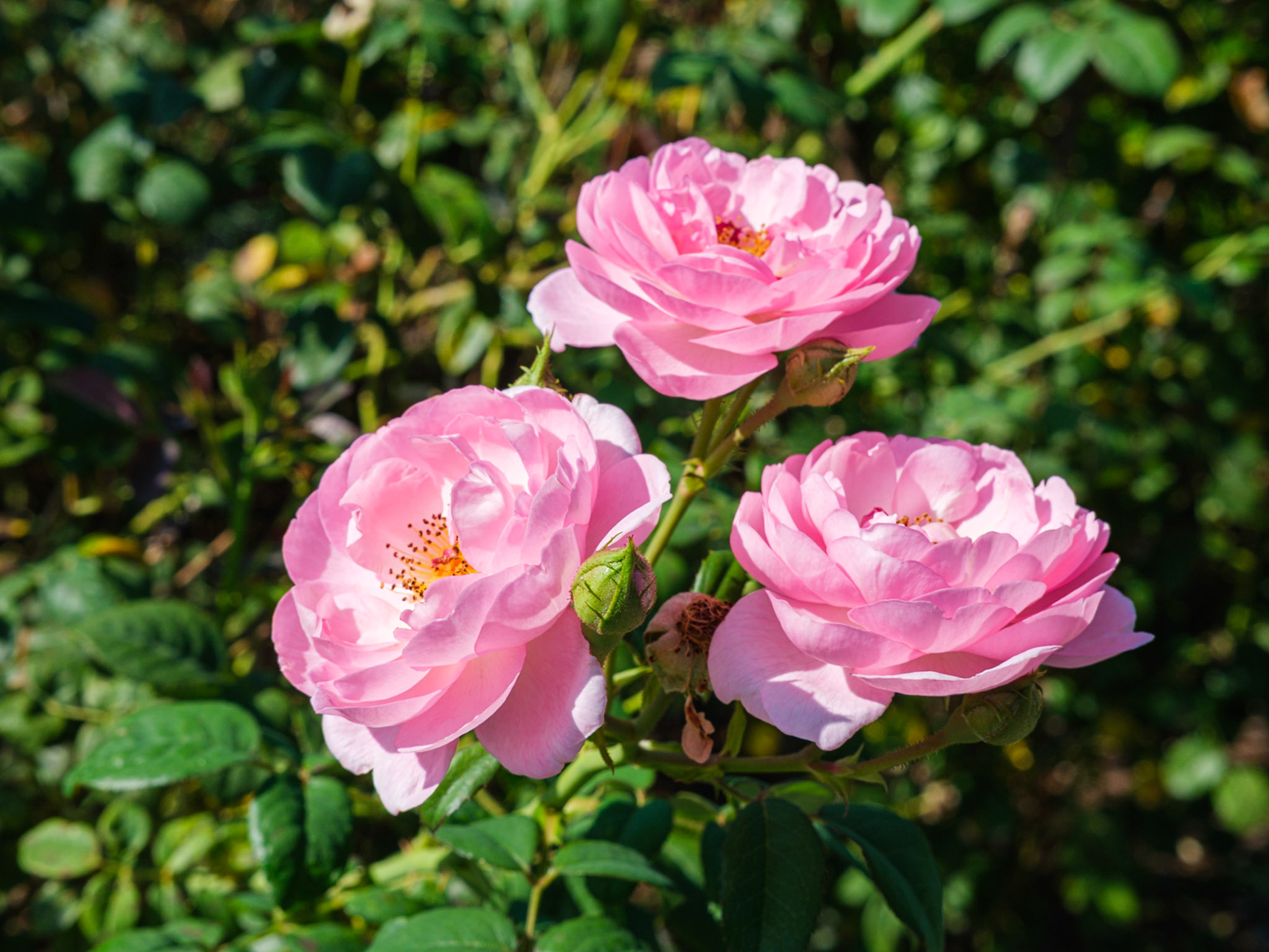 Trio of Roses at  NYBG