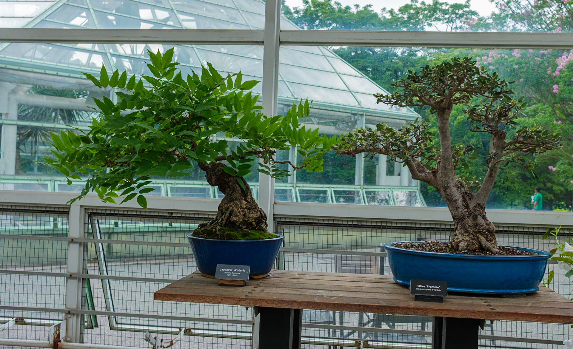 Japanese Wisteria and Olive Frantolo Bonsai Trees at Brooklyn Botanic