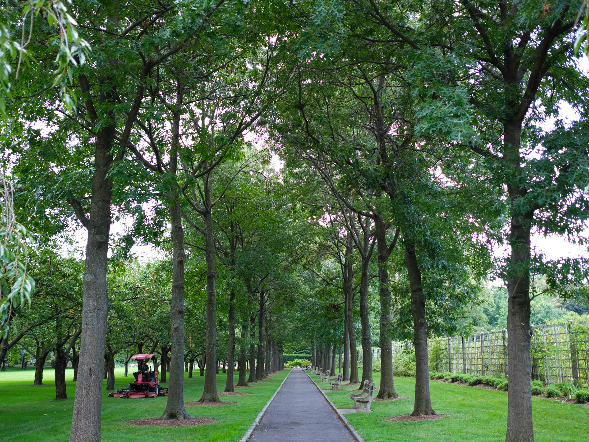 Allee of Trees at Brooklyn Botanic