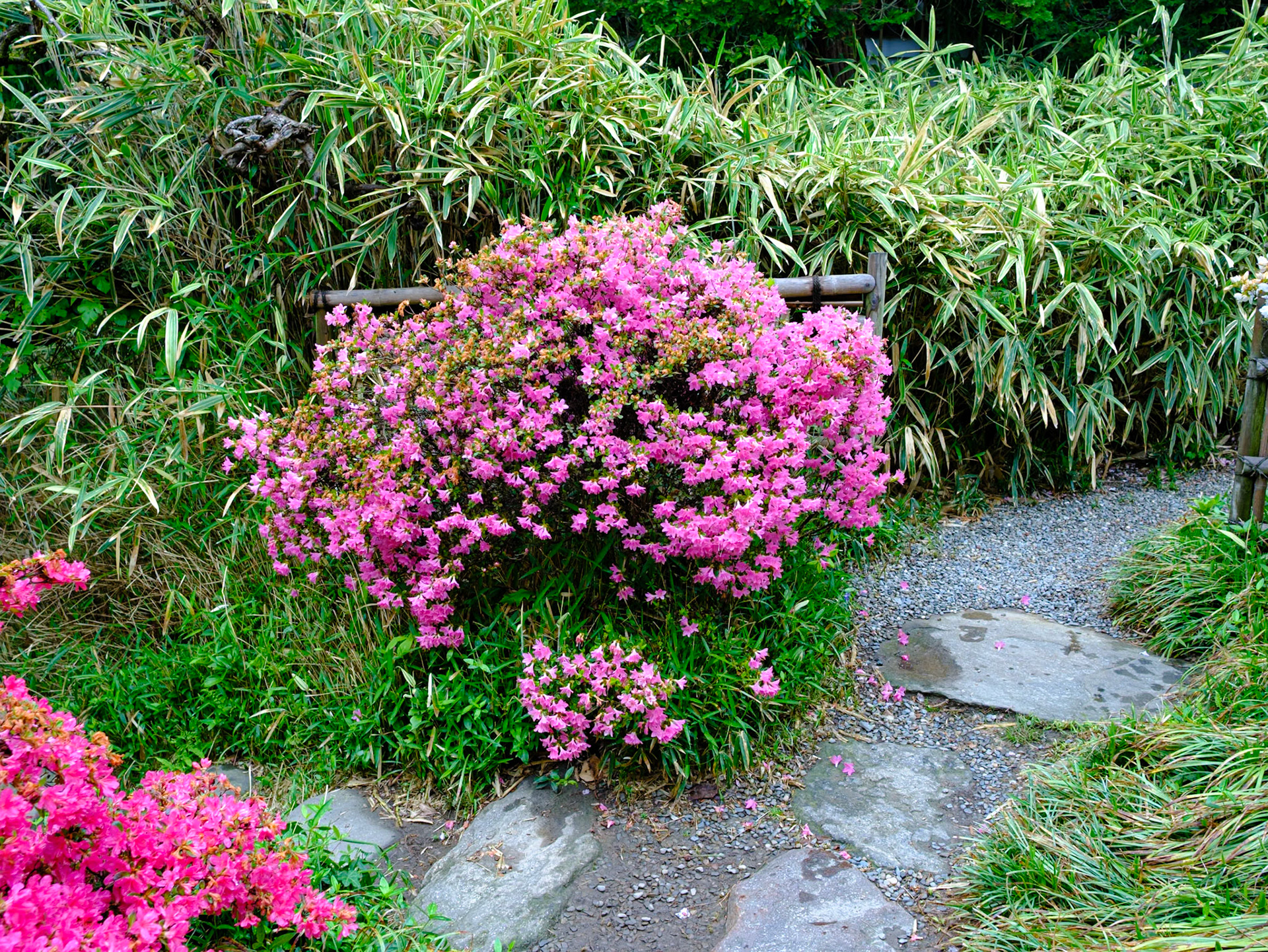 Light Pink Bush on Path at Japanese House