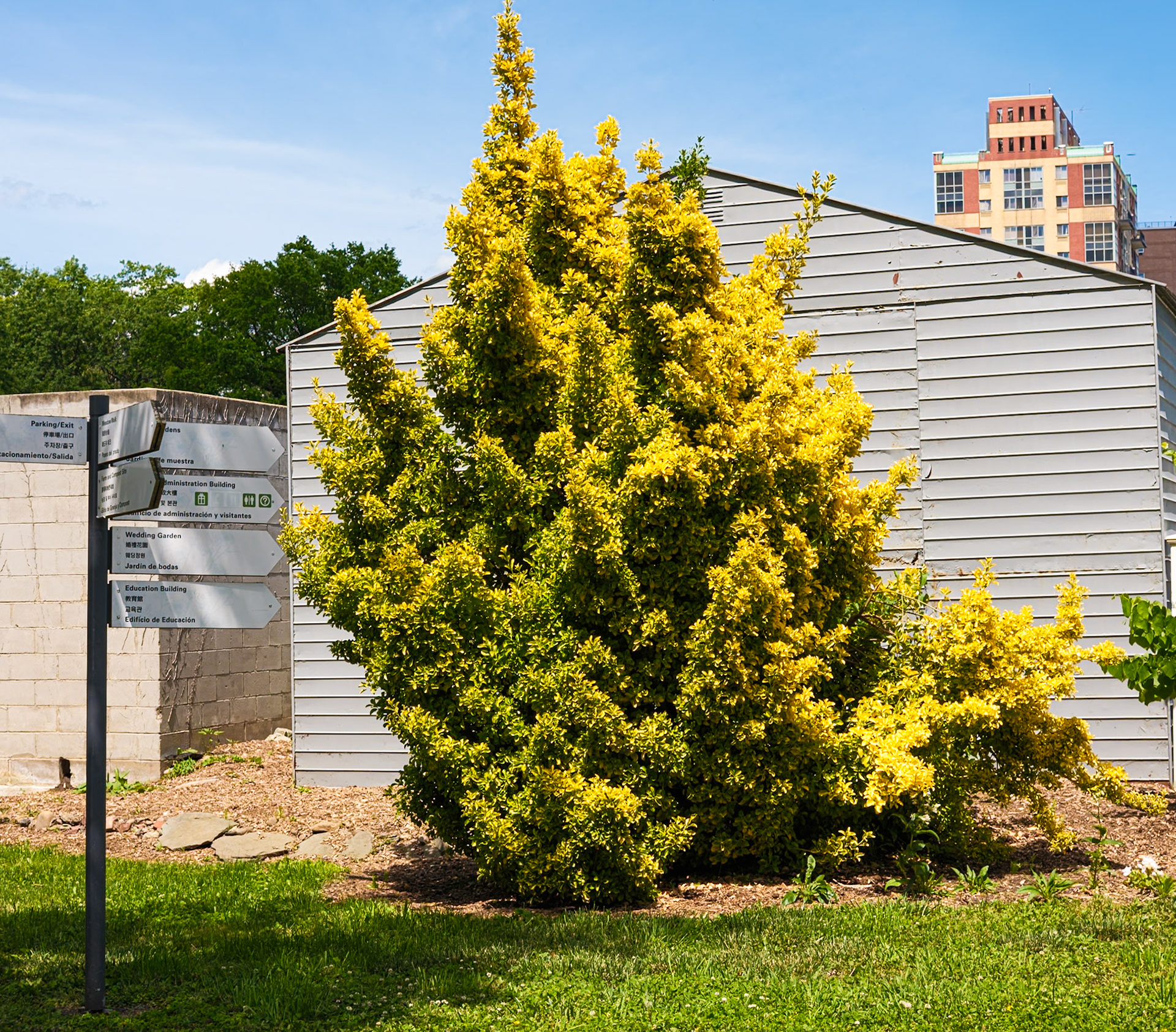 Yellow Flowering Tree Next to Education Building Looking North at Queens Botanical