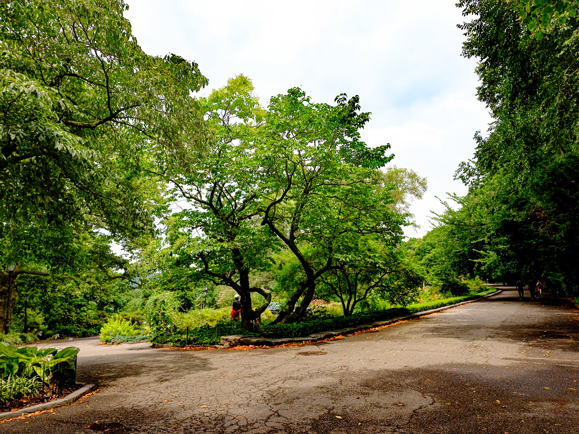 Old Bent Tree at Fort Tryon Park