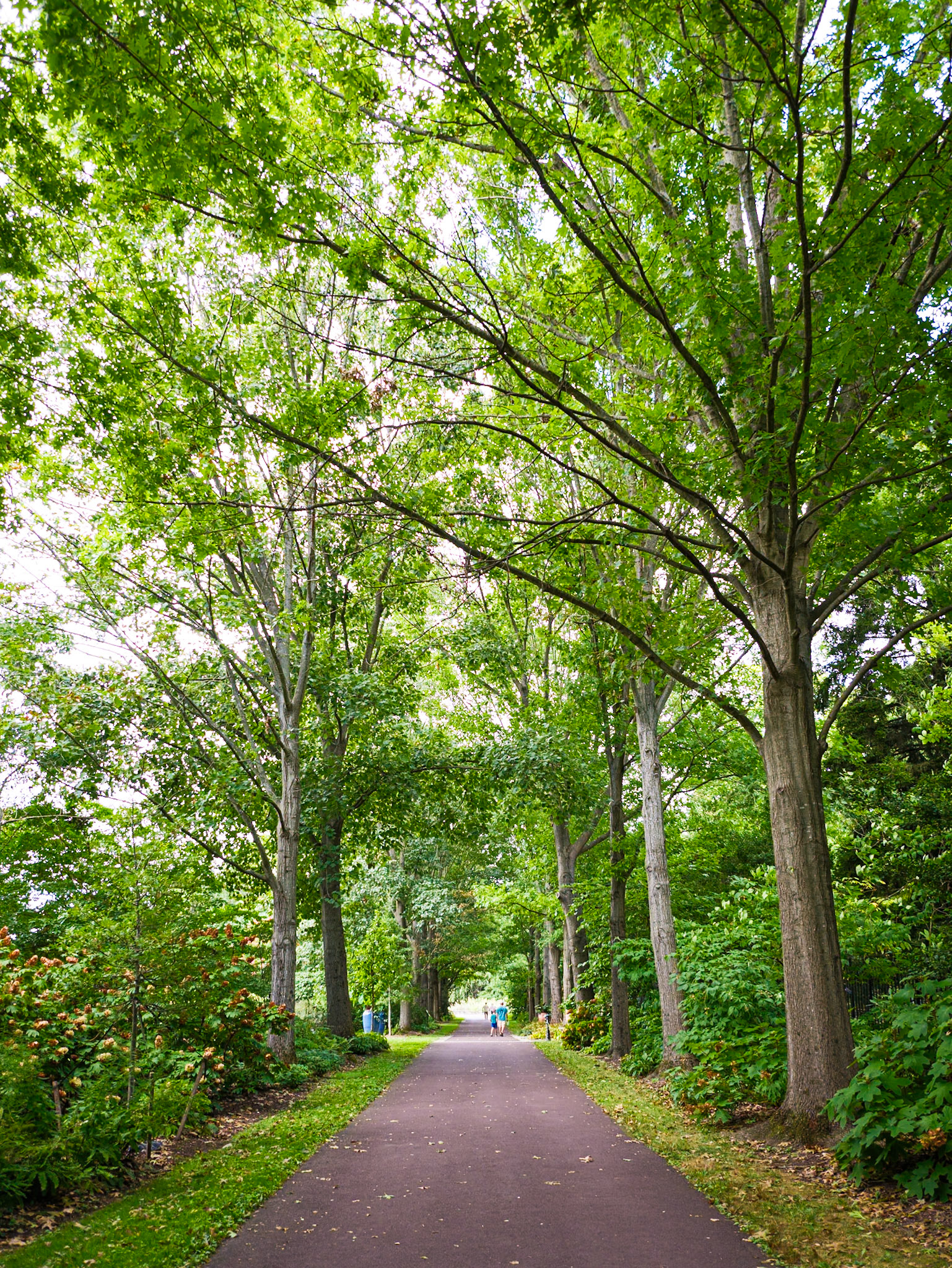 Allee of Trees Morris Arboretum August 2024