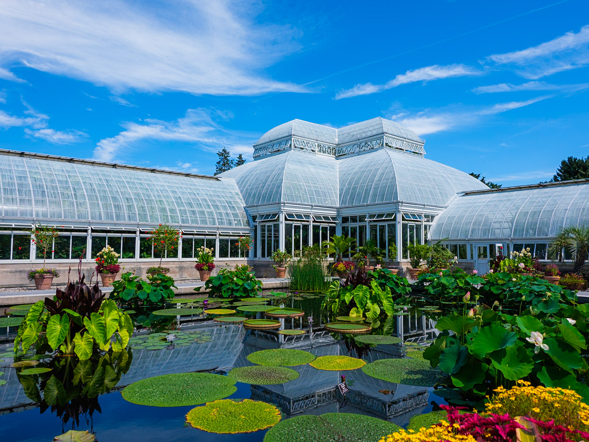 Corner Conservatory 'House' and Pan Lillies