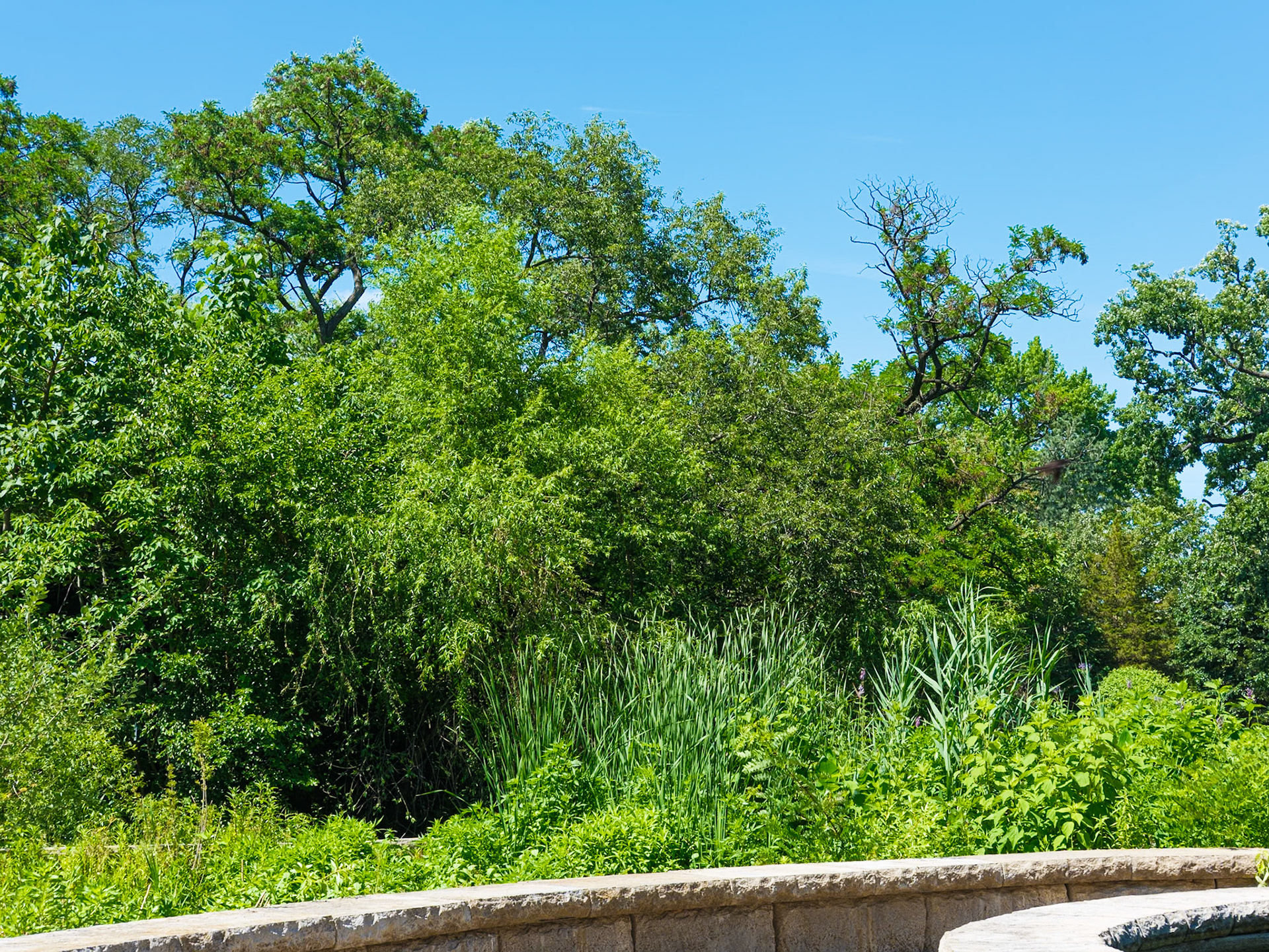 Looking Northwest from Wetlands Circle of the Zoo June 2026