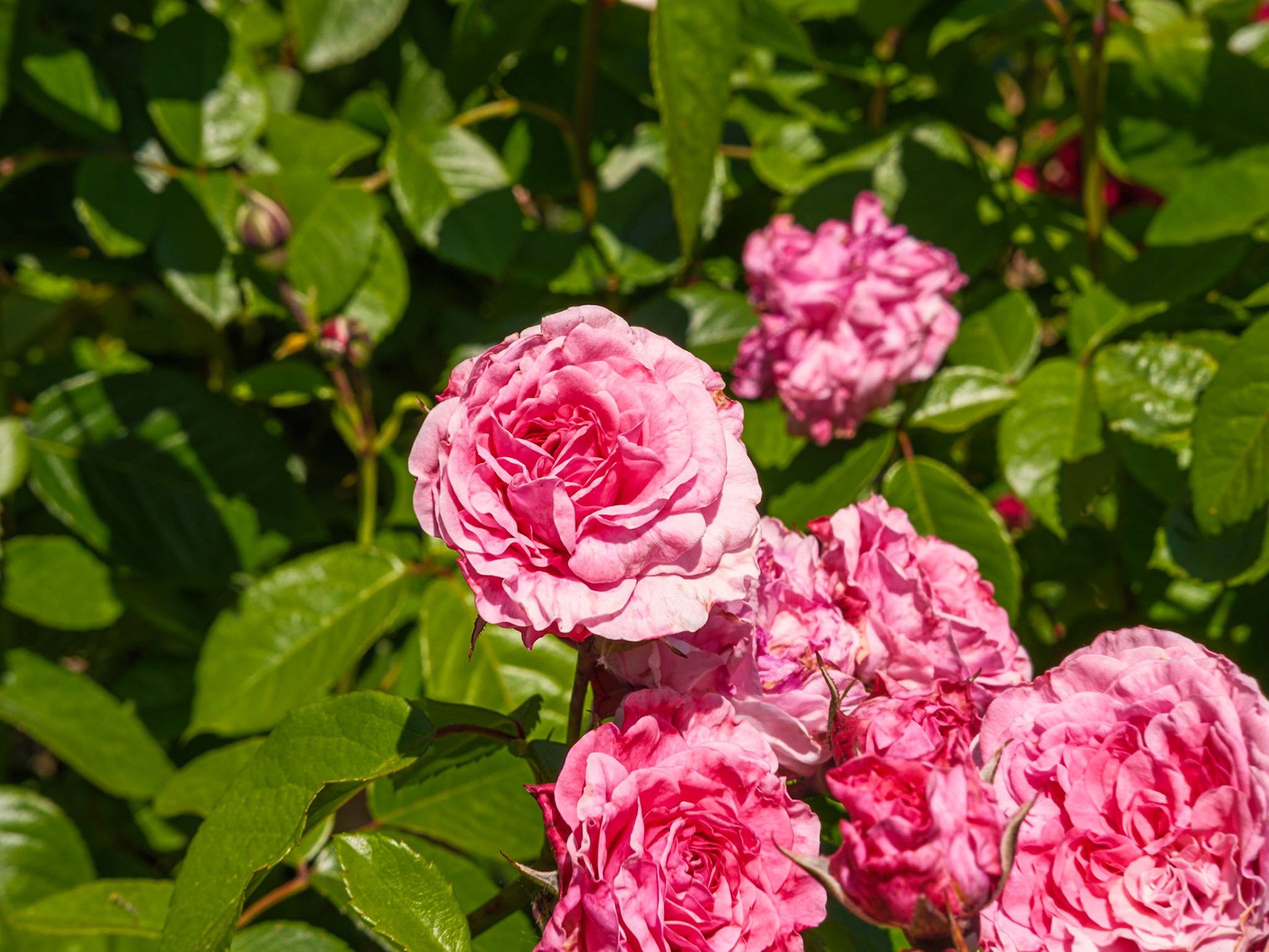 Pink Rose Group at Queens Botanical Garden
