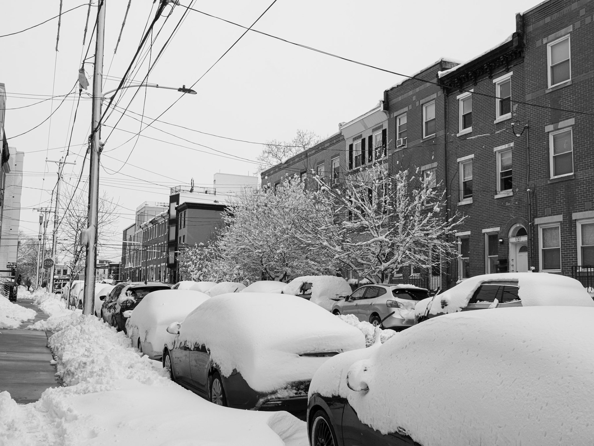 Trees  Near 1745 Wyllie