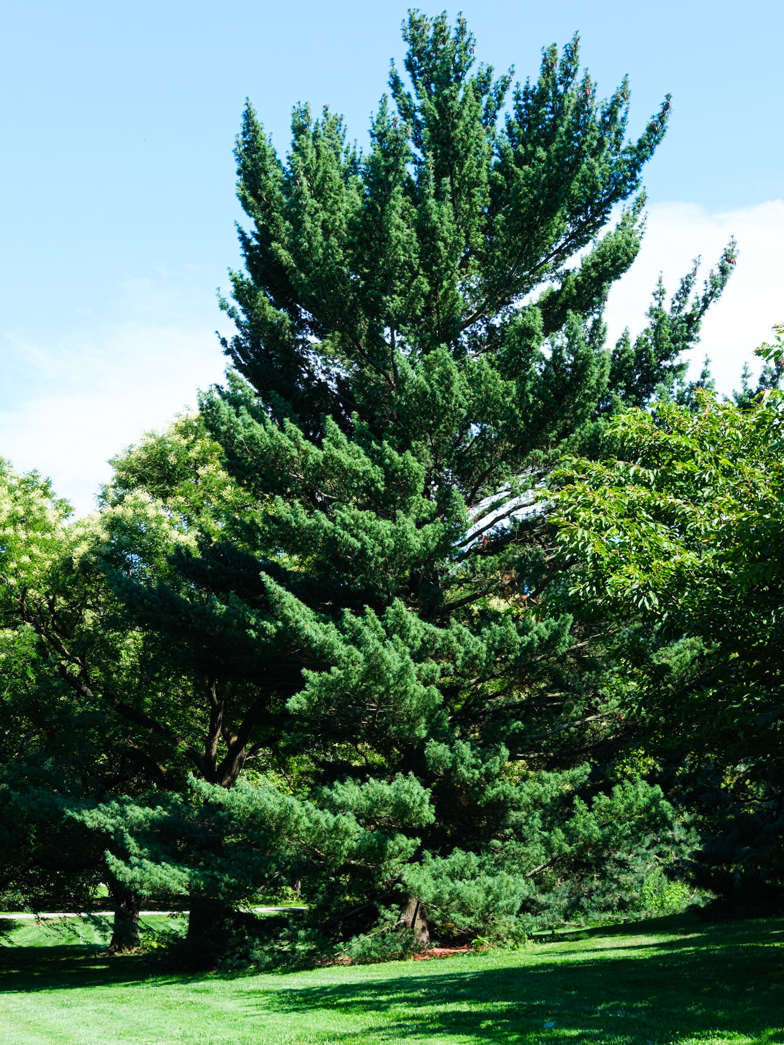 Tall Pine Trees on Way to Rock Garden New York Botanical