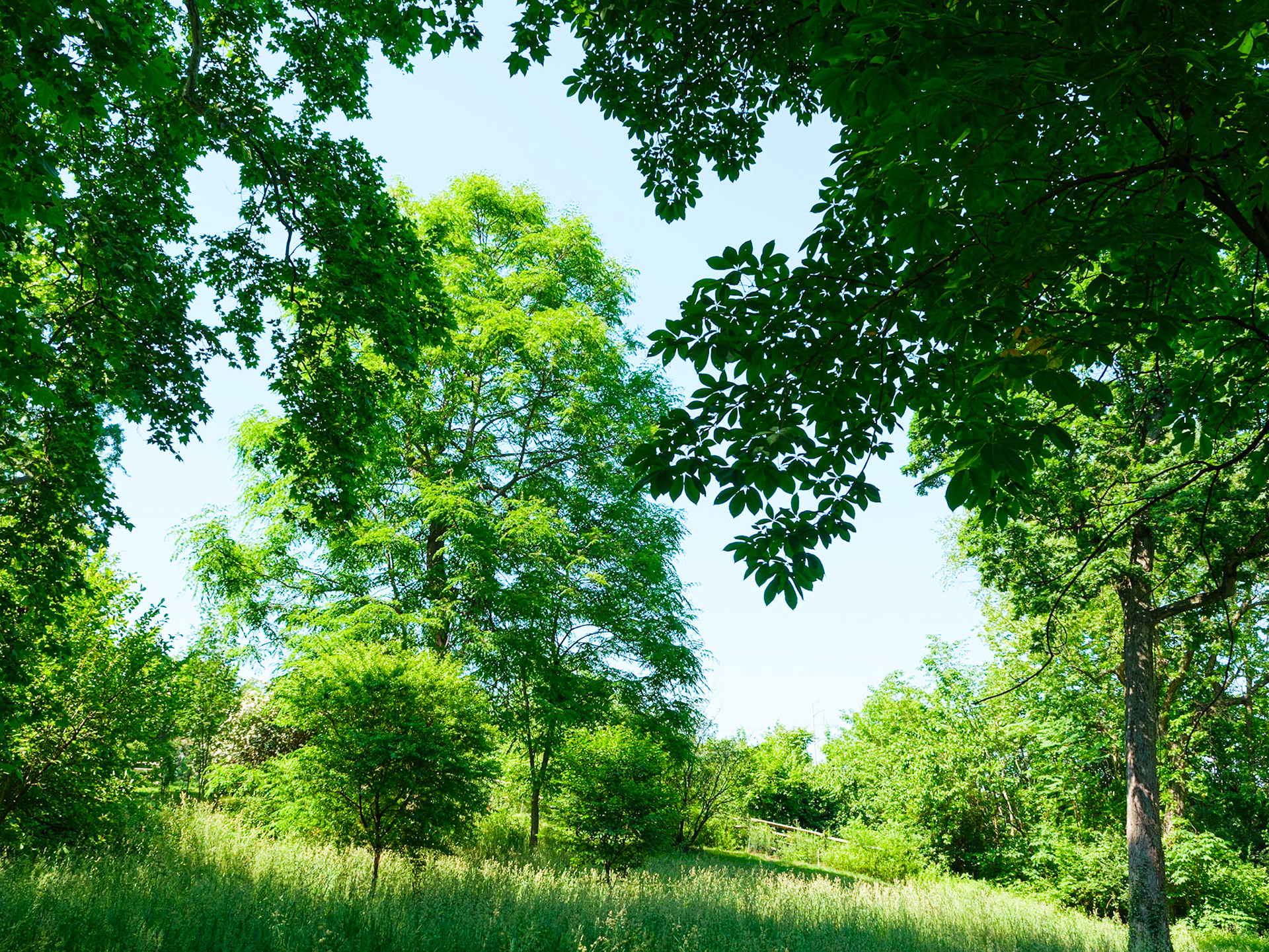 Taller Tree Near Western Border of Bartram's