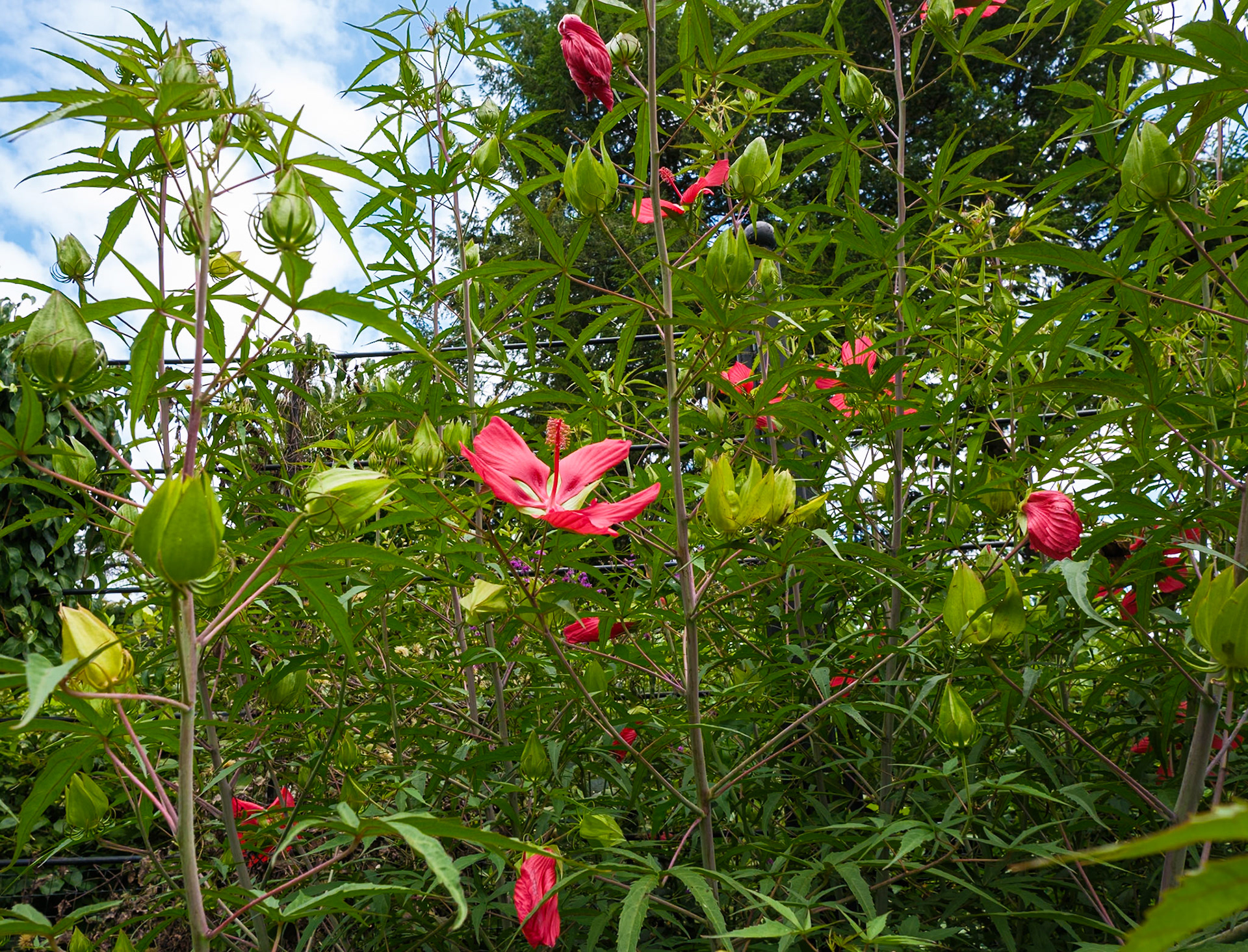 Orchids in the Making at Morris Arboretum August 2024