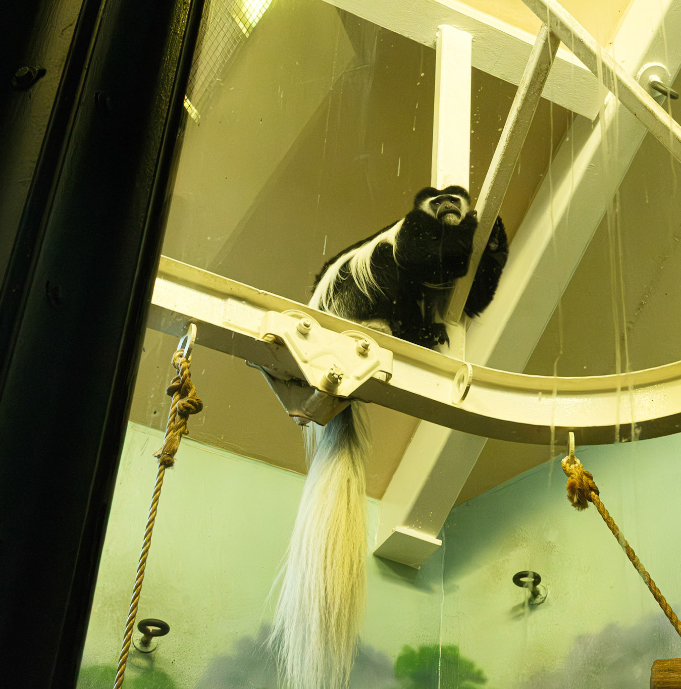 Black and White Primate Watching from High Perch