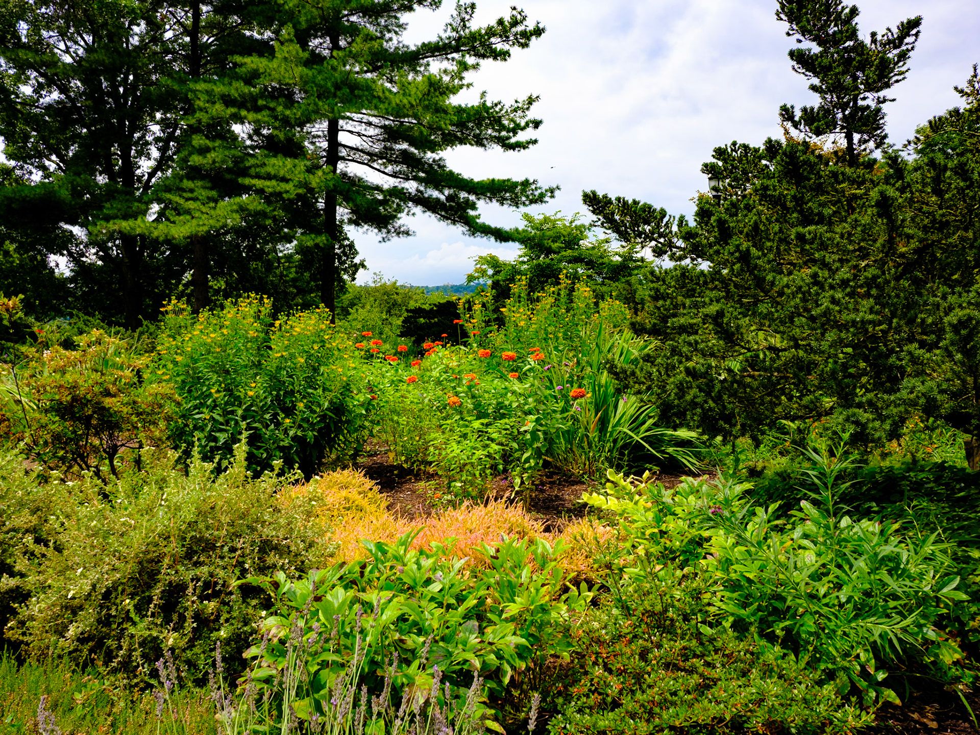 Orange Orchids at Fort Tryon July 2024